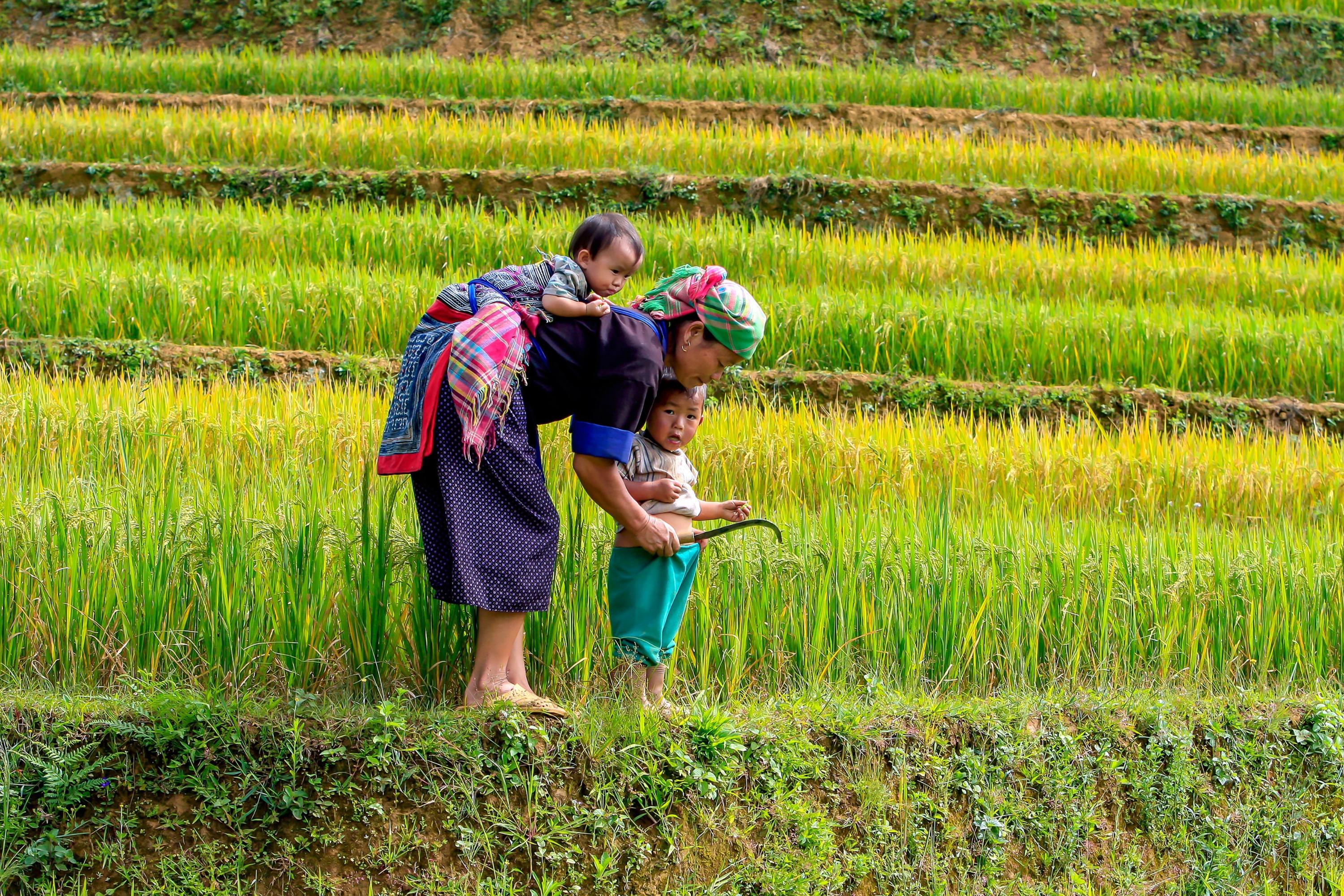 Vietnam - Ricefield - People.jpg