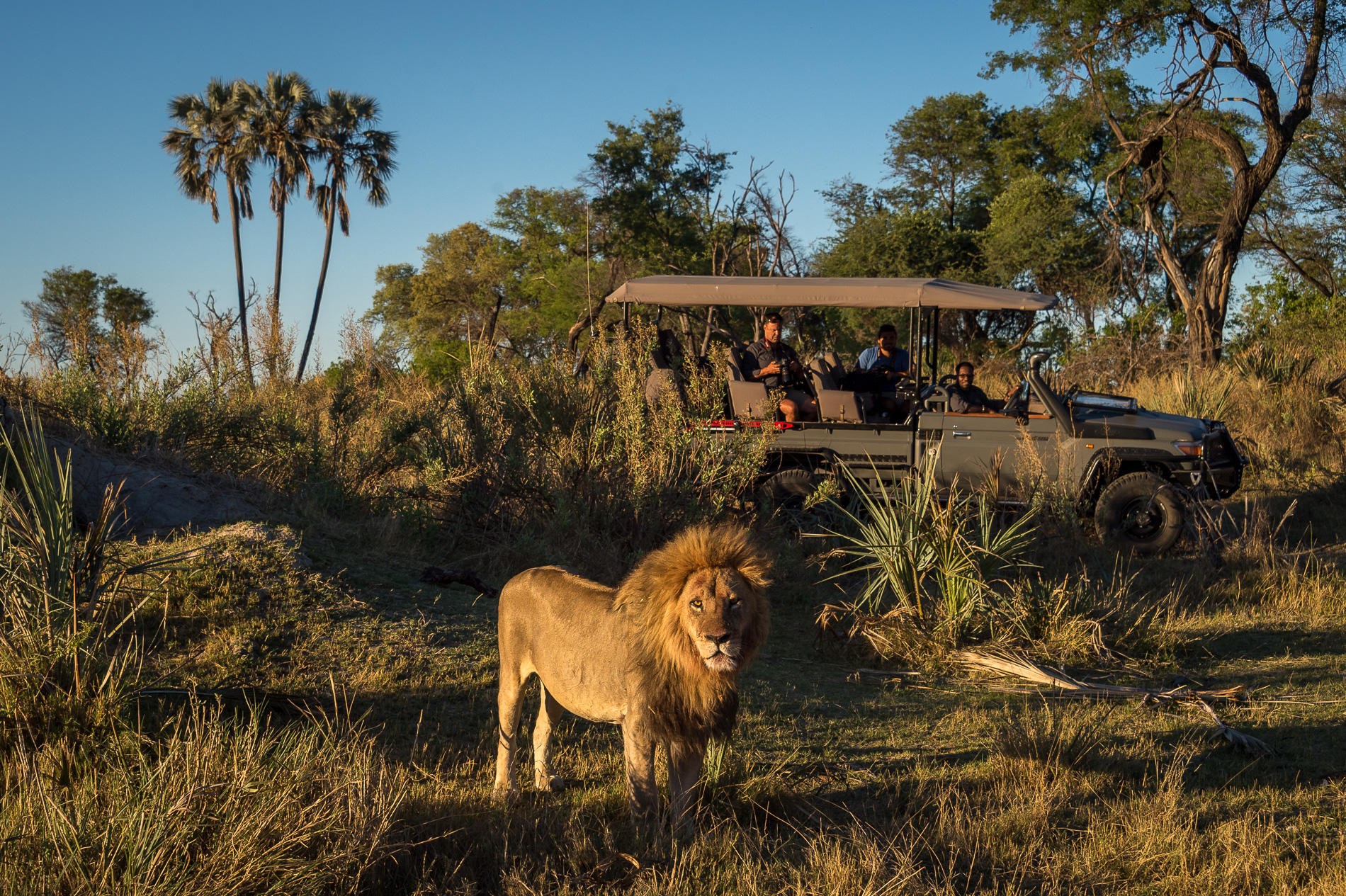 BW-Qorokwe-game drive lion.jpg