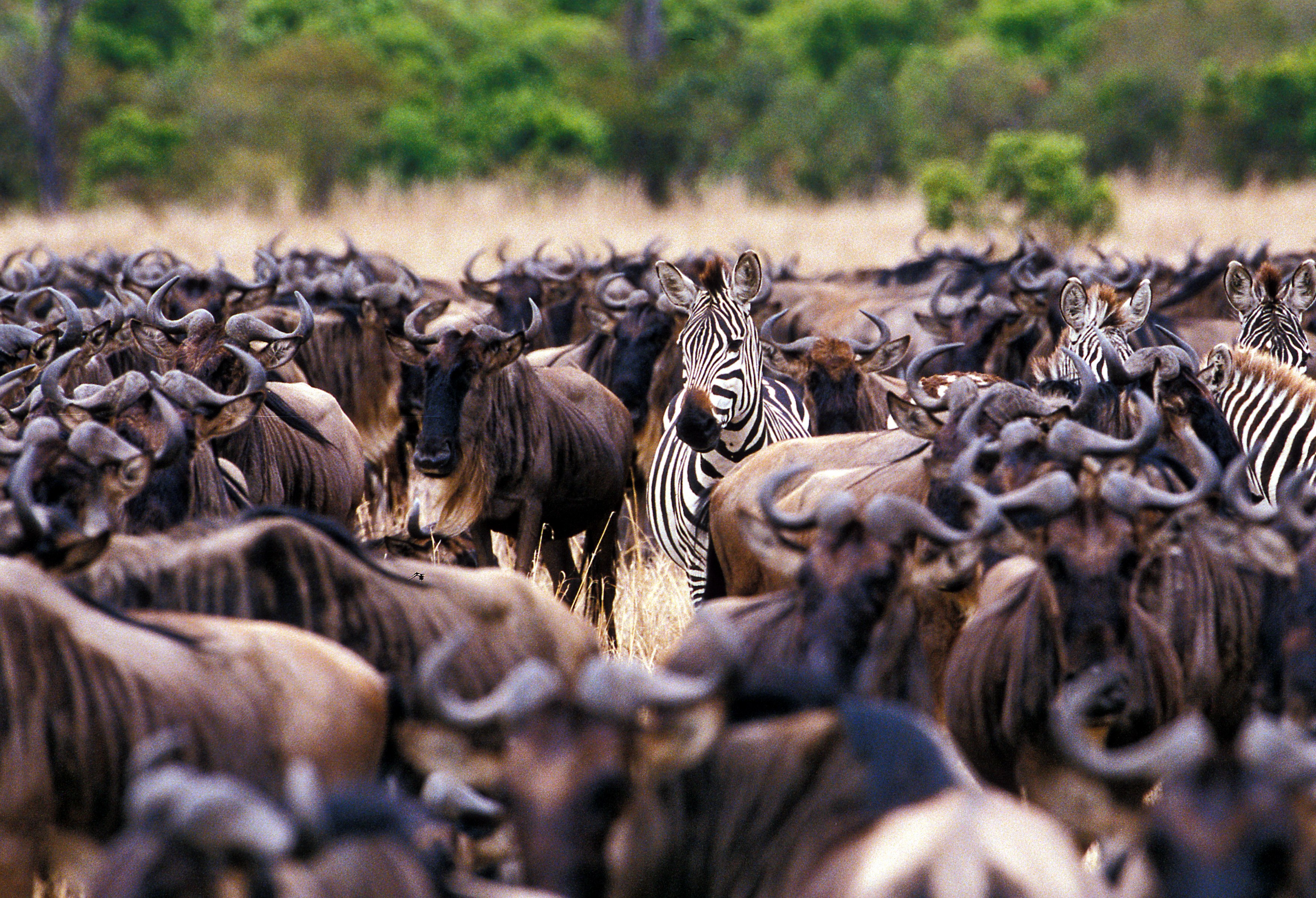 TZ-Zebra in center of wildebeest herd.jpg