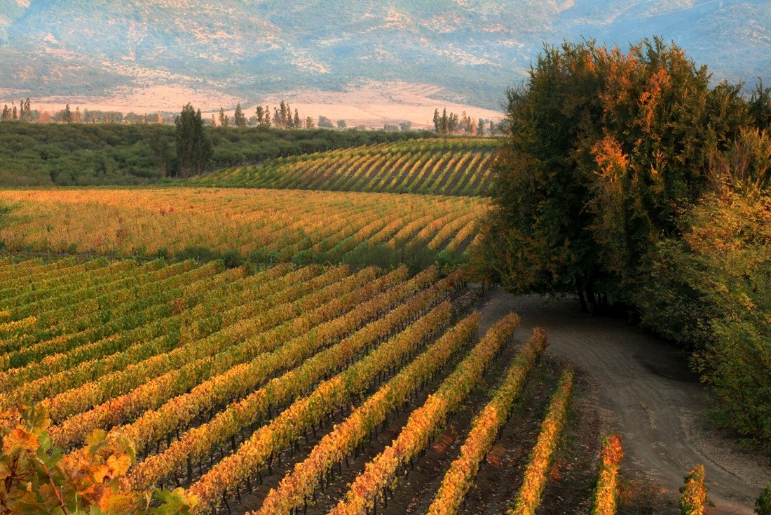 CL_-_Colchagua_-_Wine_Area__2_.jpg