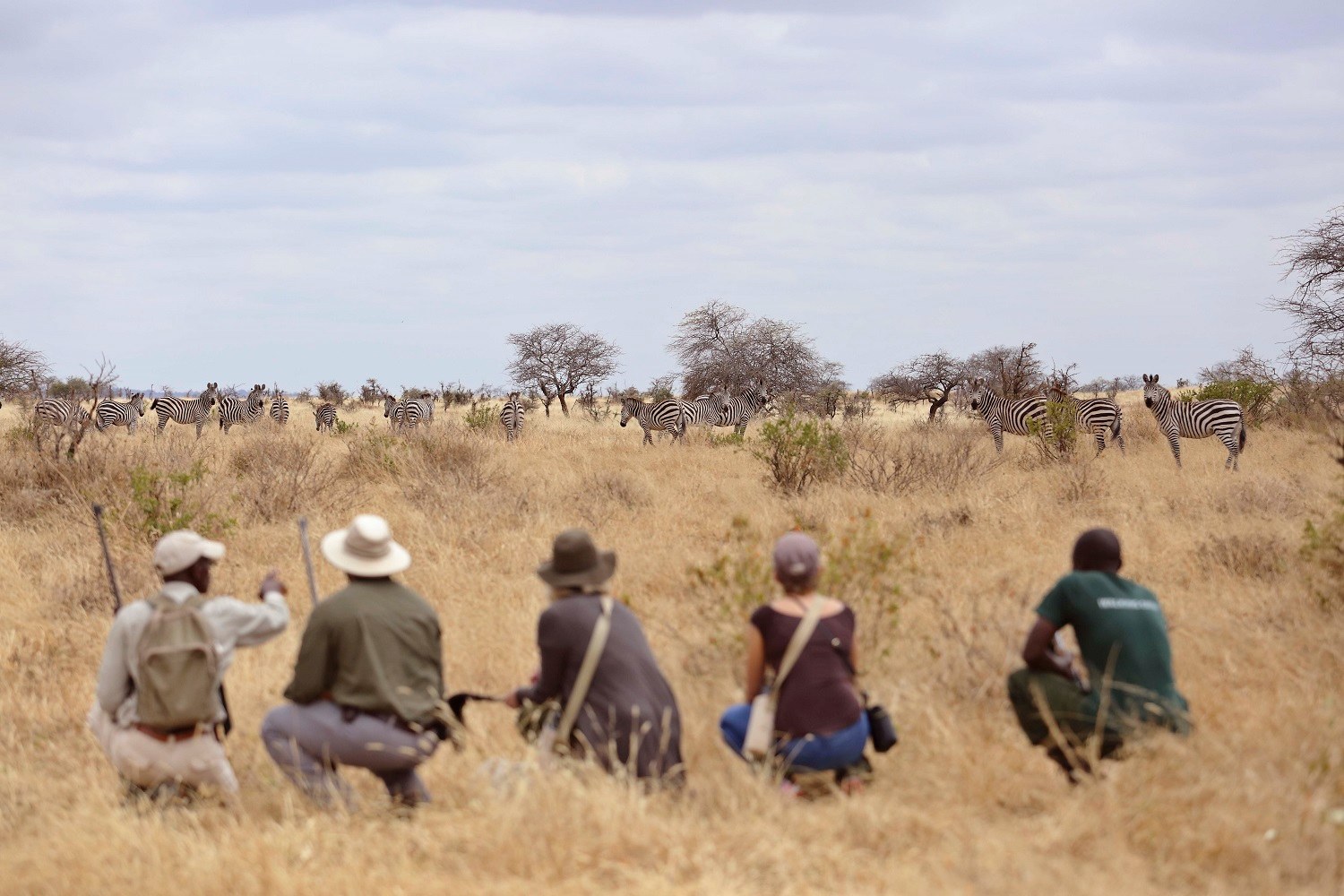 TZ-Olivers Camp-Walking safari Zebra's.jpg