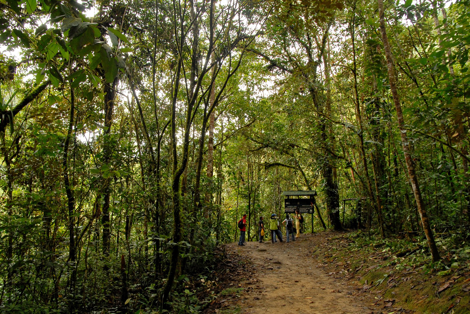 EC - Amazone nature Jungle (2).jpg