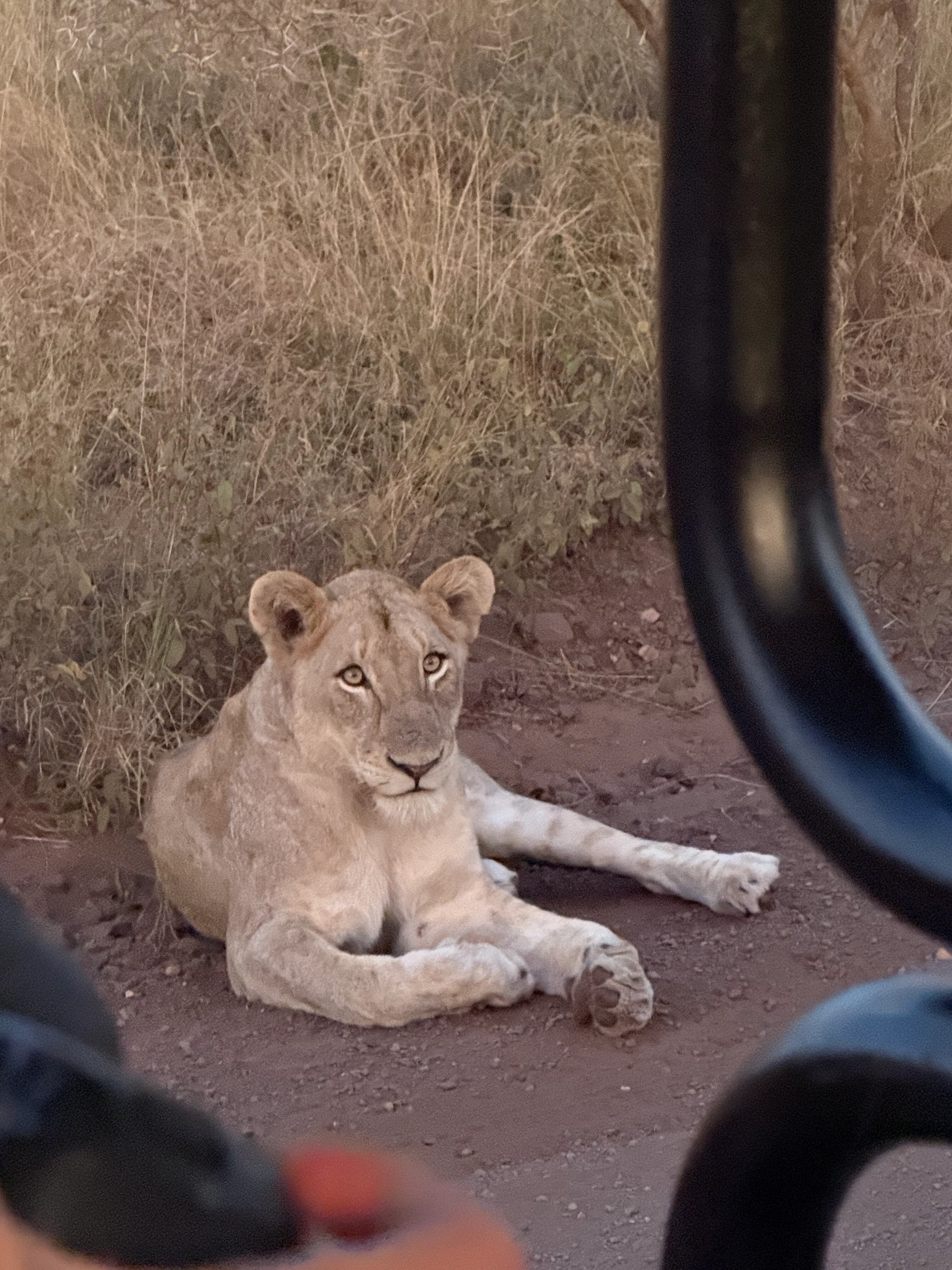 ZA-Singita Lebombo-Studiereis Annegiene en Evelien 2025 (32).webp