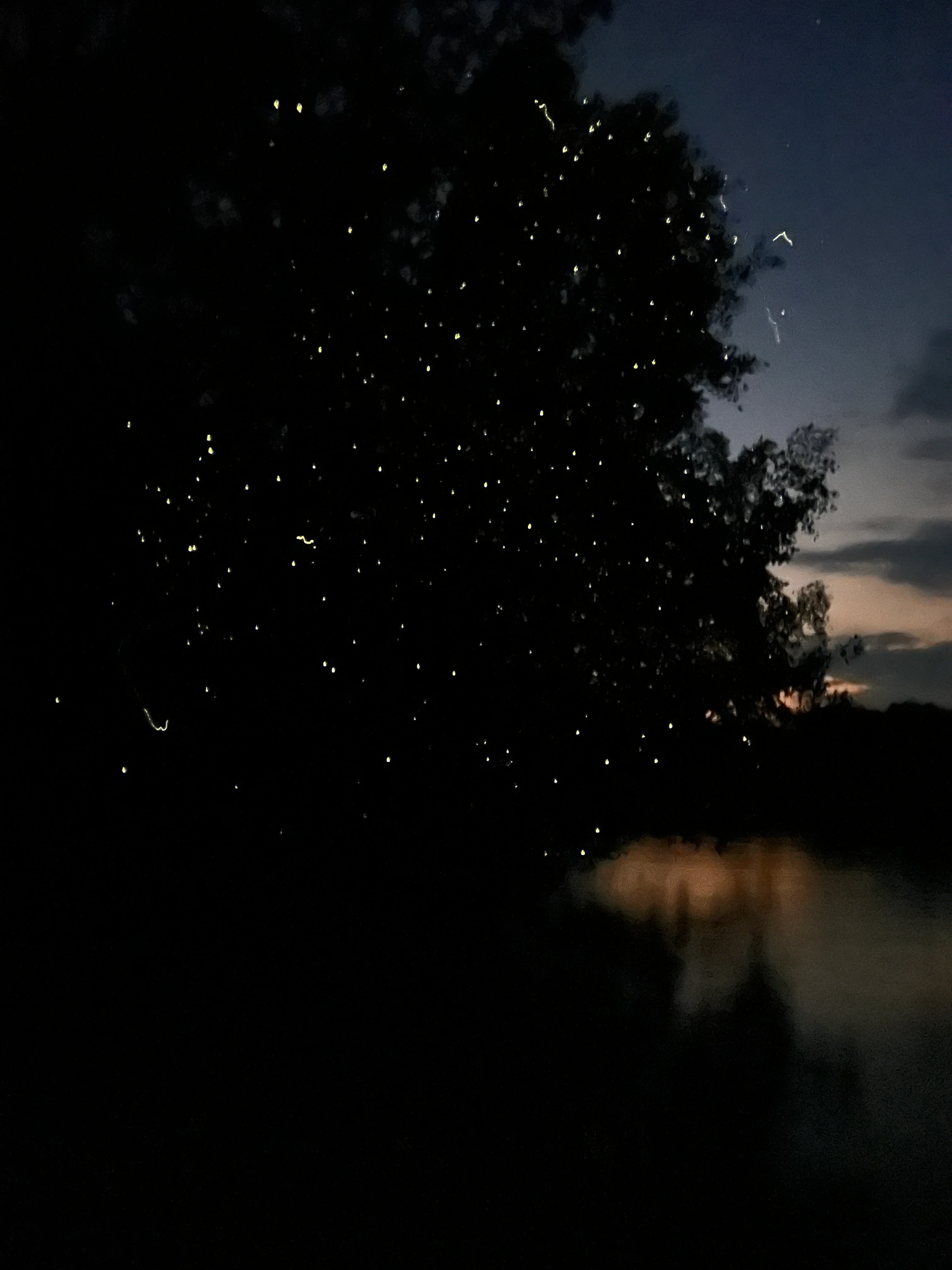 MY-accommodatie-Kinabatangan-WR-fireflies.webp