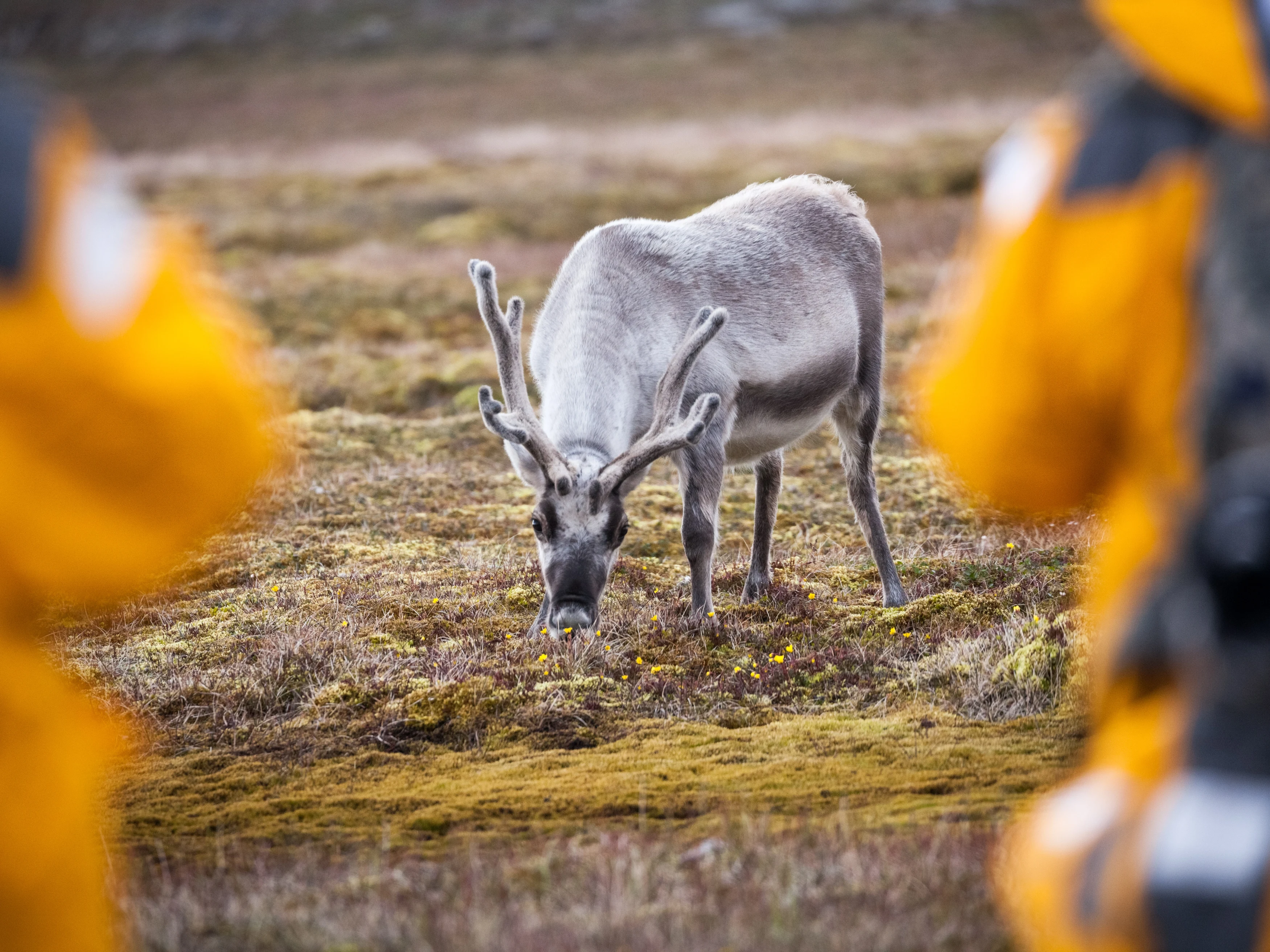 NO- Quark expeditions.svalbard_reindeer_sundneset_acaciajohnson_13.webp