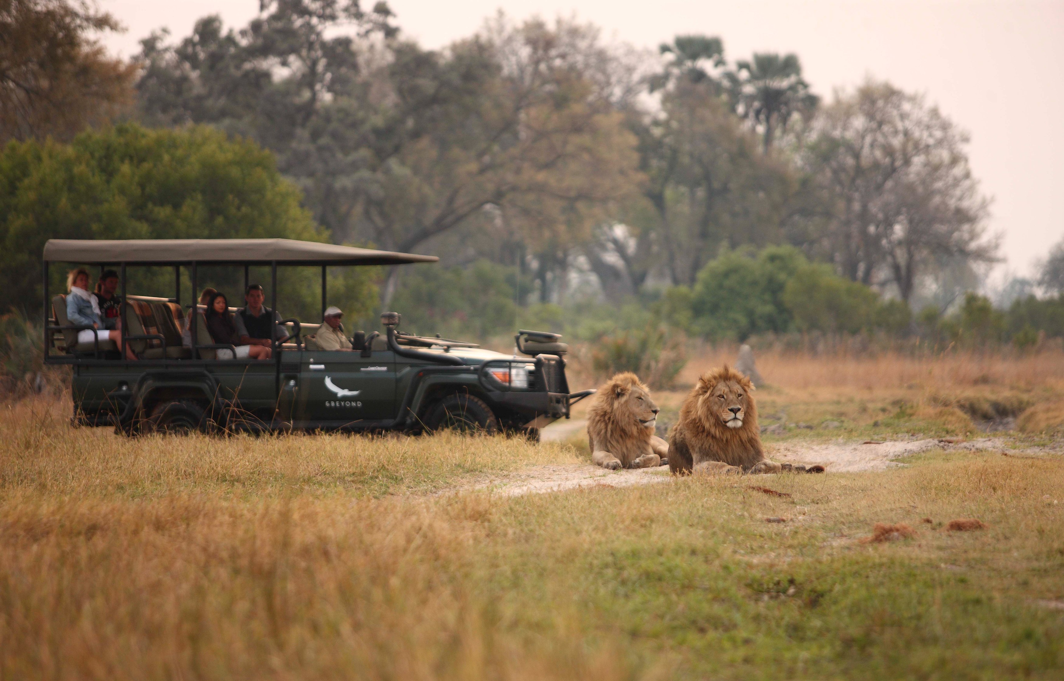 BW-Sandibe Okavango Safari Lodge-Two-male-lions-safari-game-drive.jpg