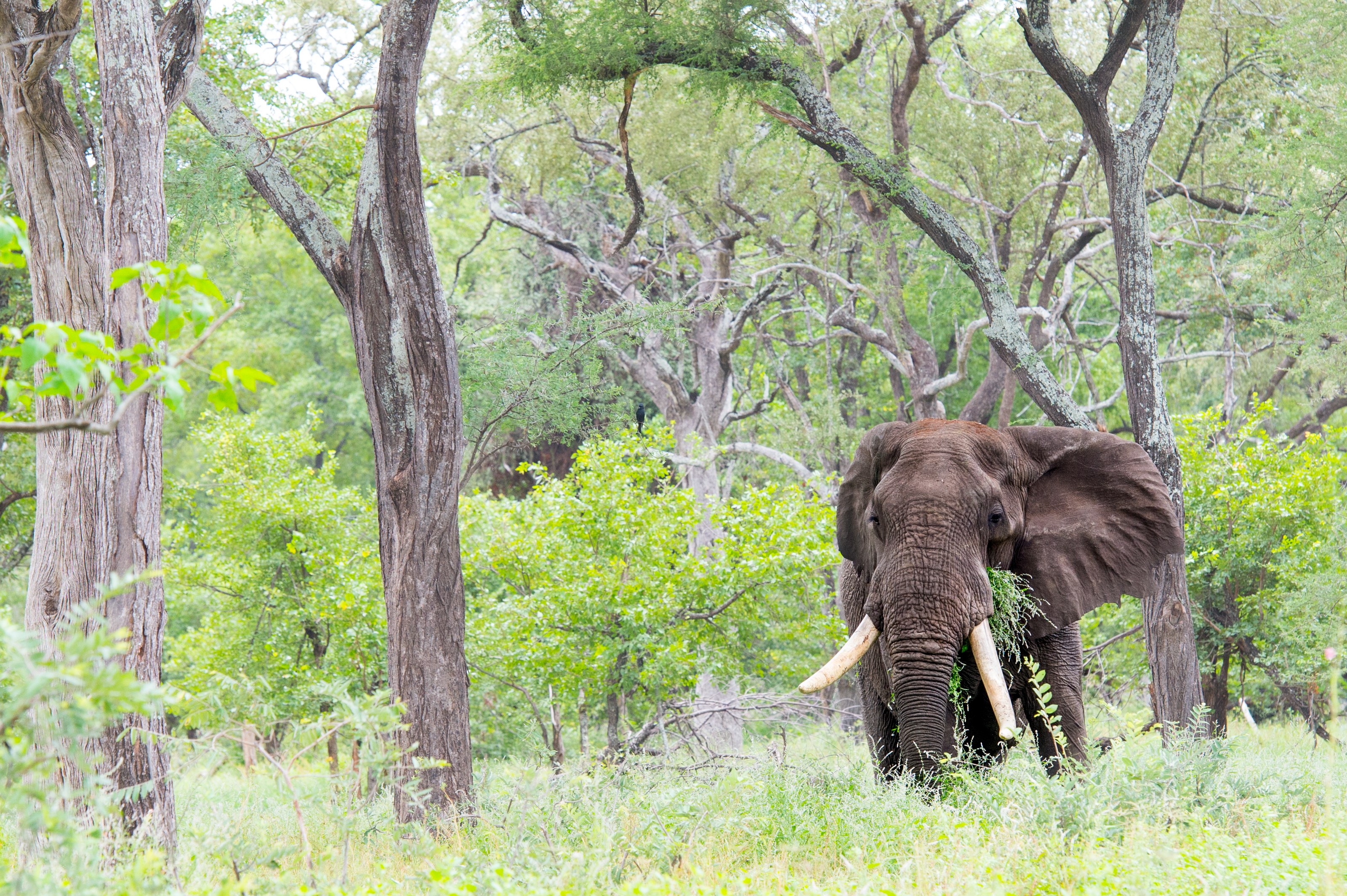 ZW - Singita Pamushana - Elephant.jpg