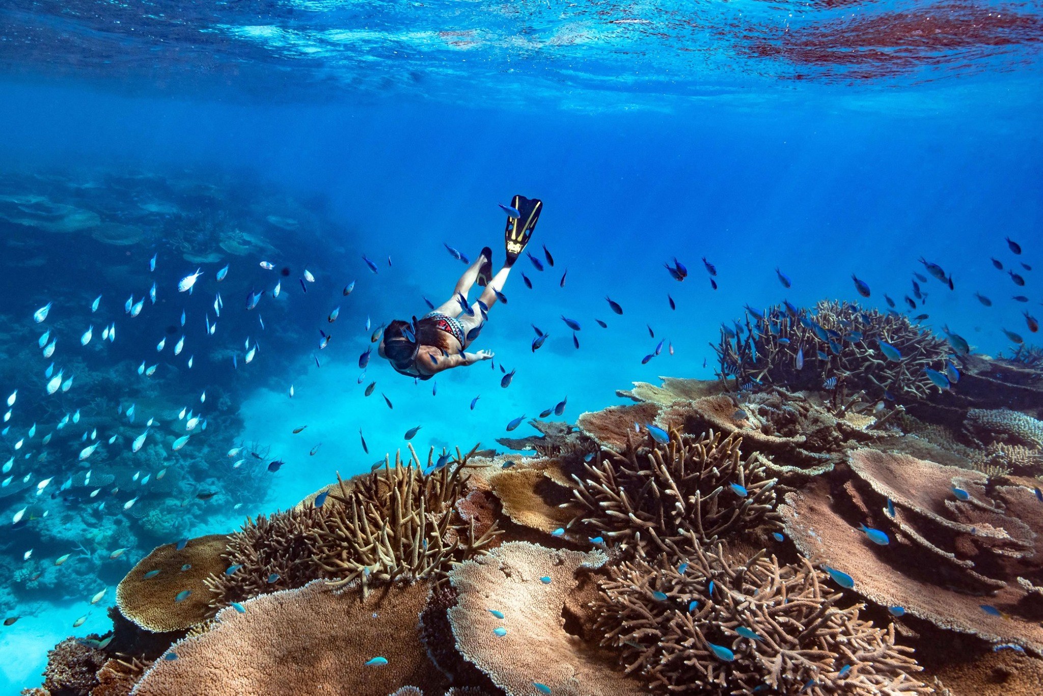 AU-Excursie-Great Barrier Reef.jpg