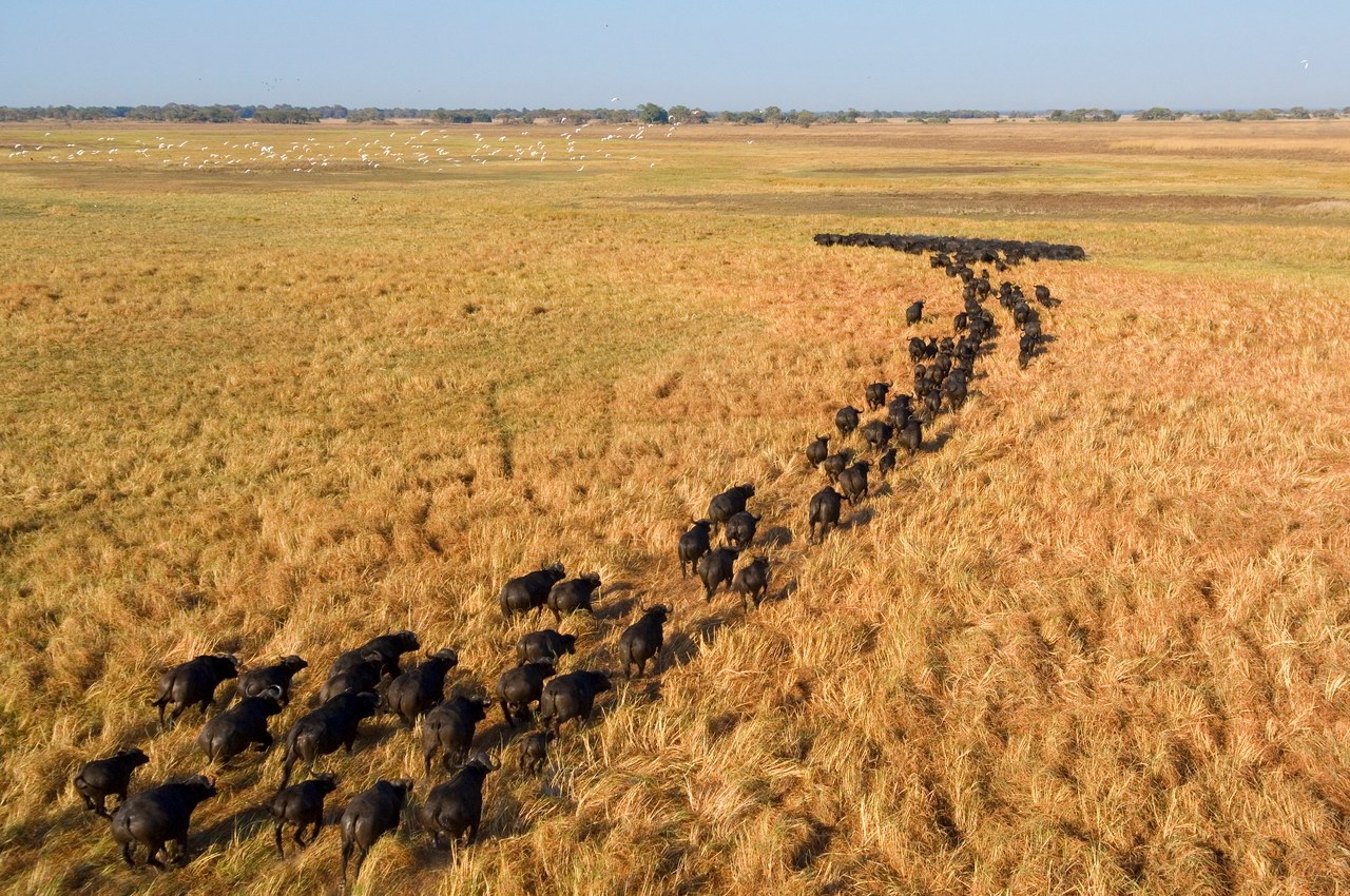 ZM - Shumba - Busanga Plains.jpg