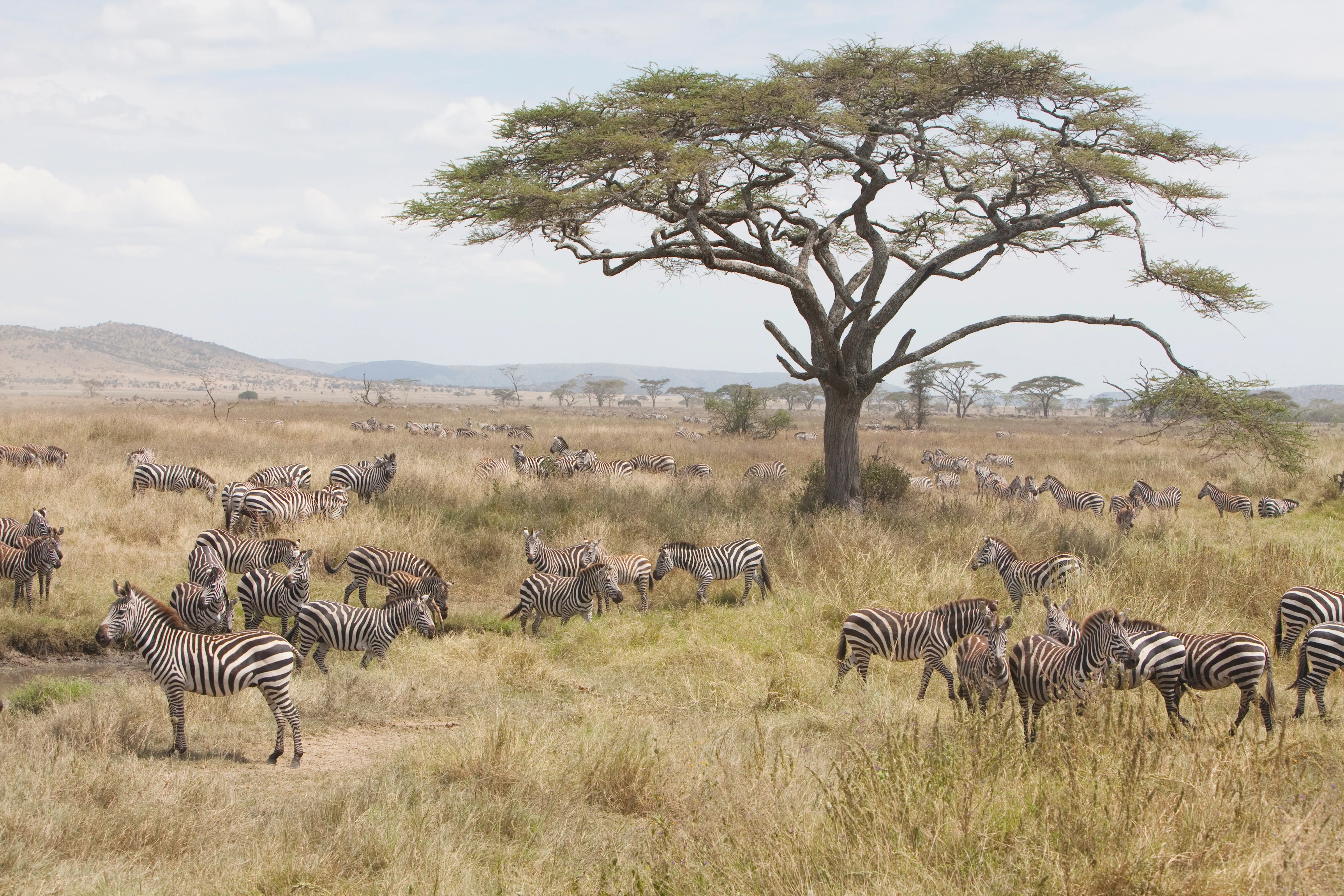 TZ - Dunia Camp - Wildlife (2).webp