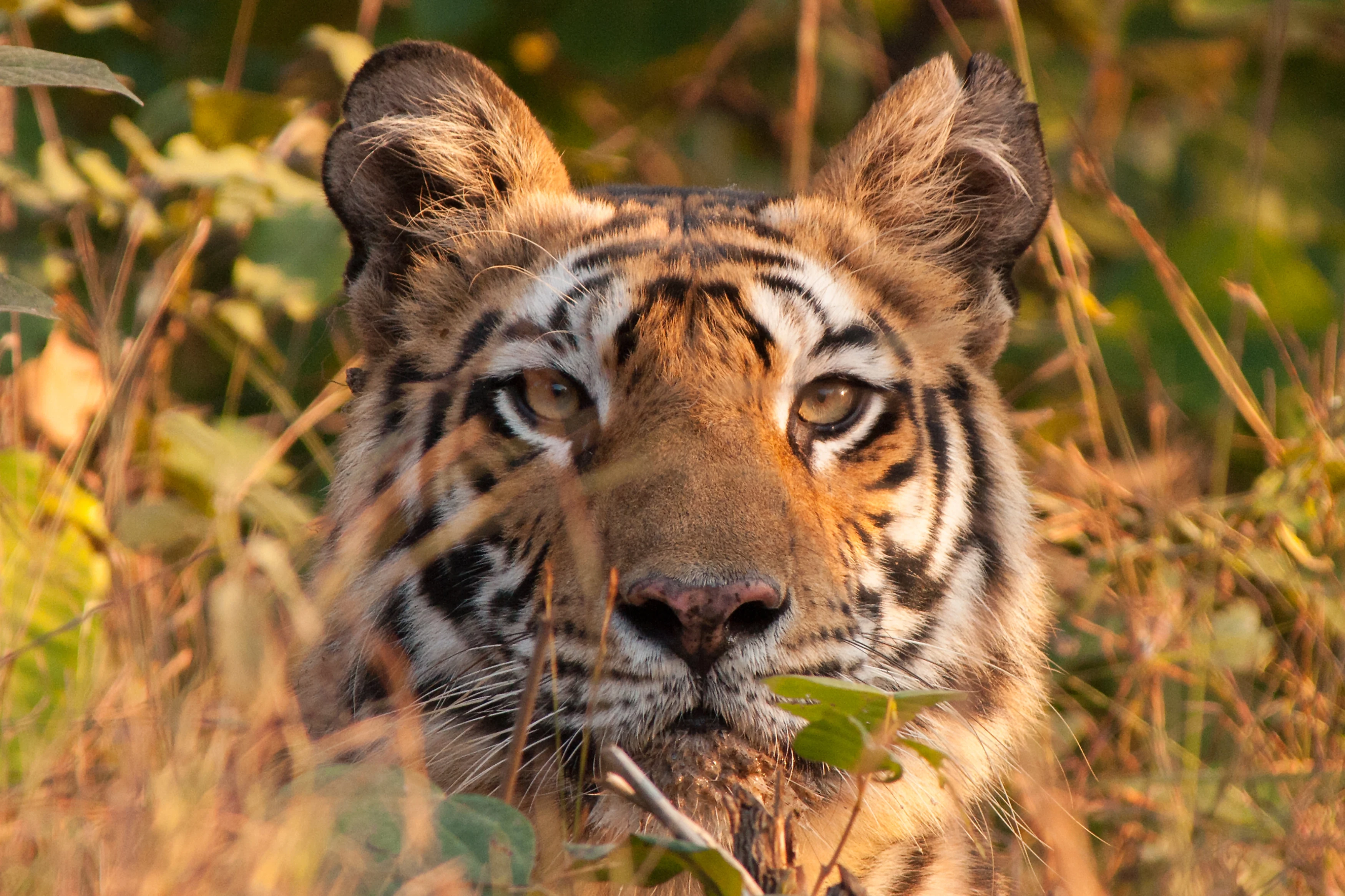 IN-accommodatie-Flame-of-the-Forest-tijger-close-up (1).webp