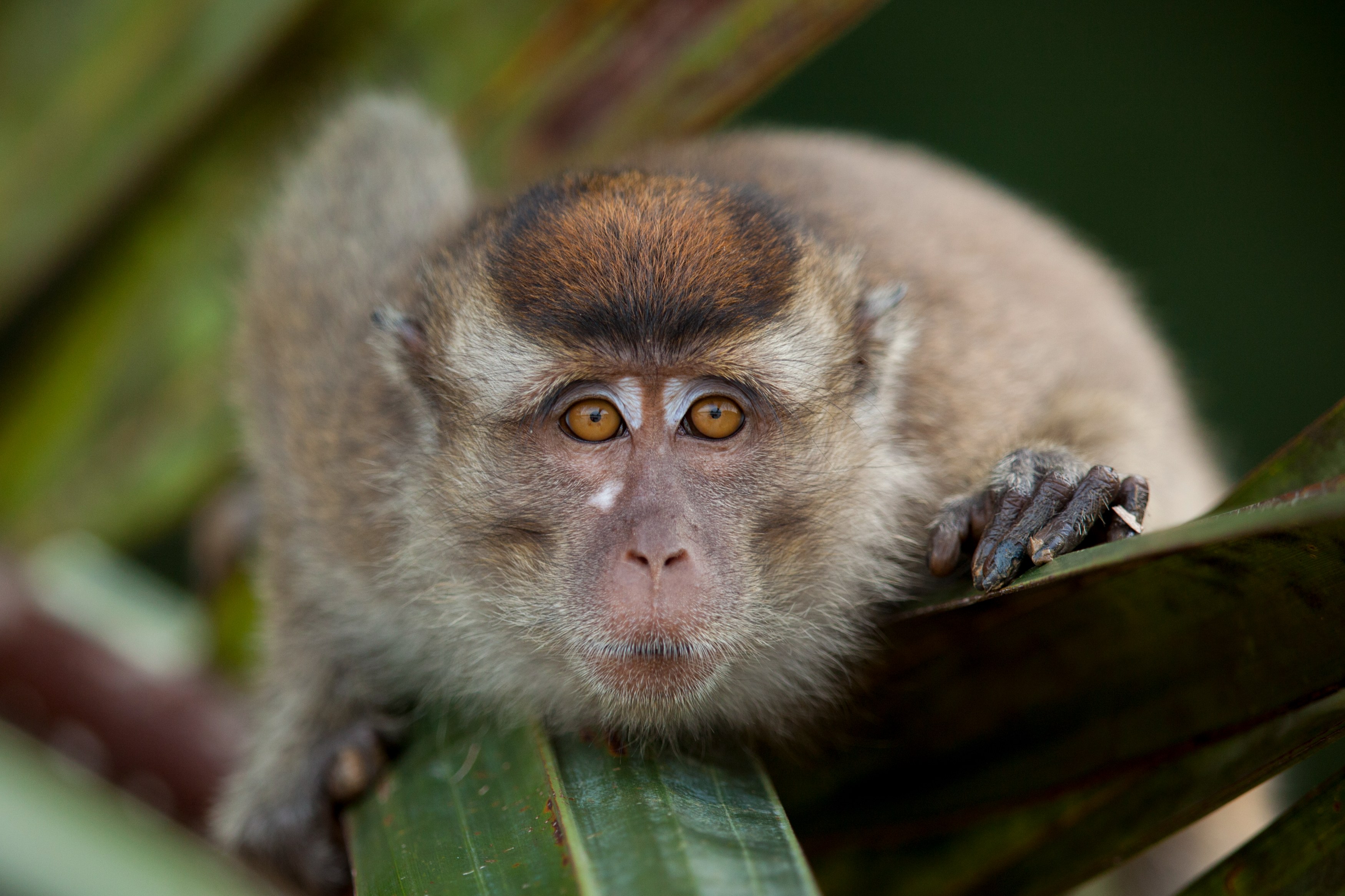 MY- Sabah- Monkey.jpg