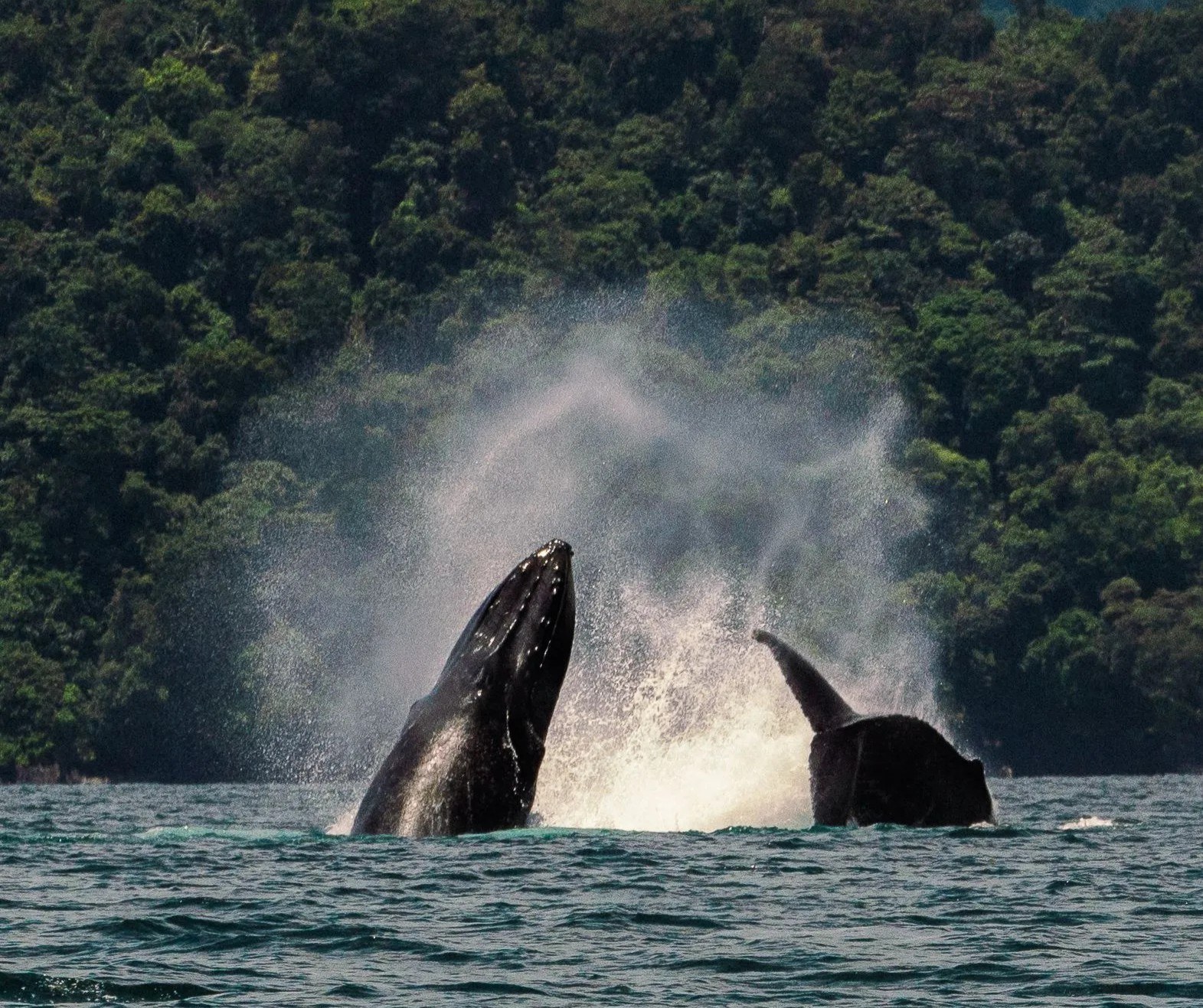 CO - Accommodatie - Black Sands Lodge - Whales.jpg