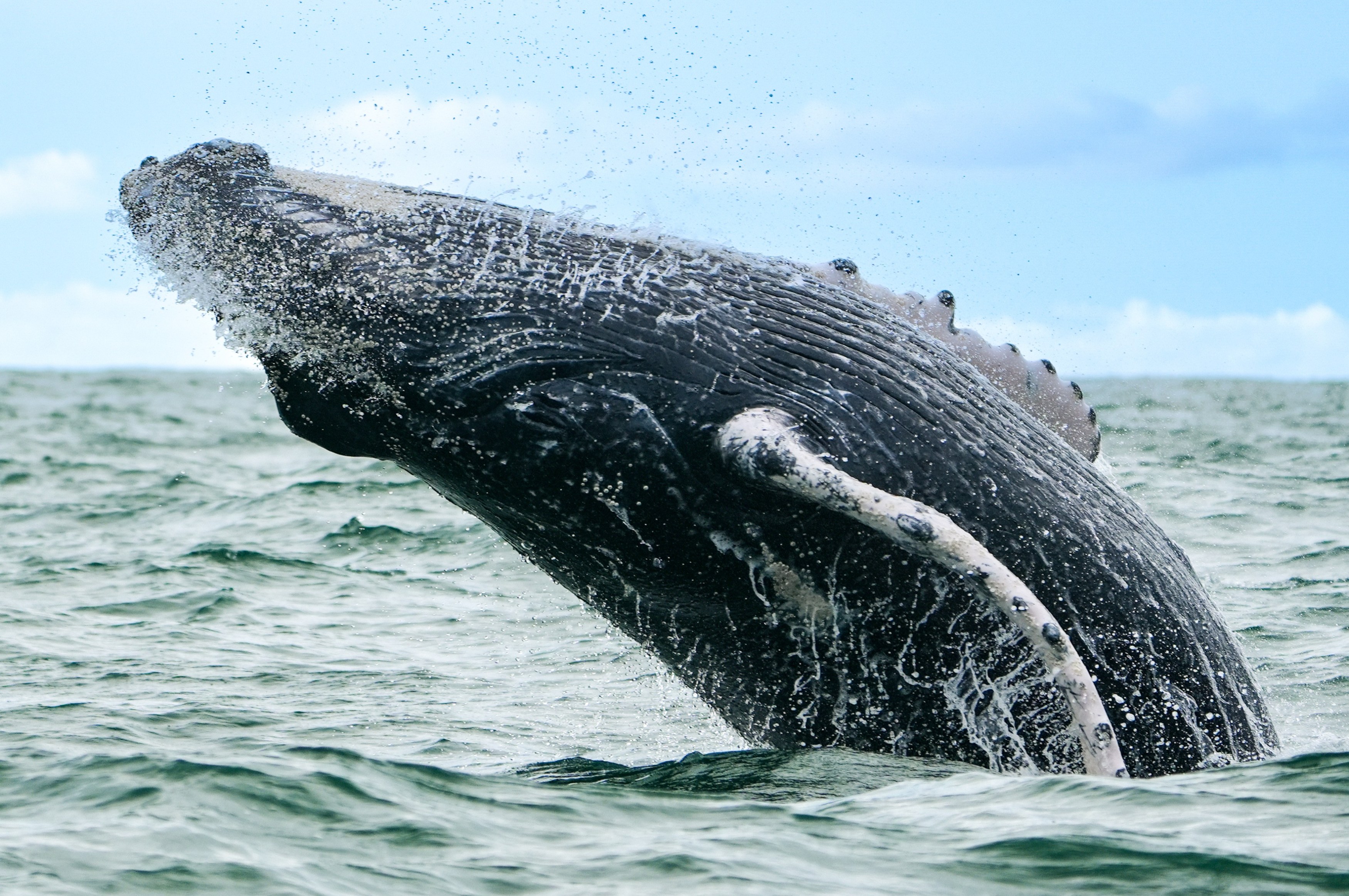 CO-CO-excursie-Humpback-Whale-Watching-walvis (1).jpg