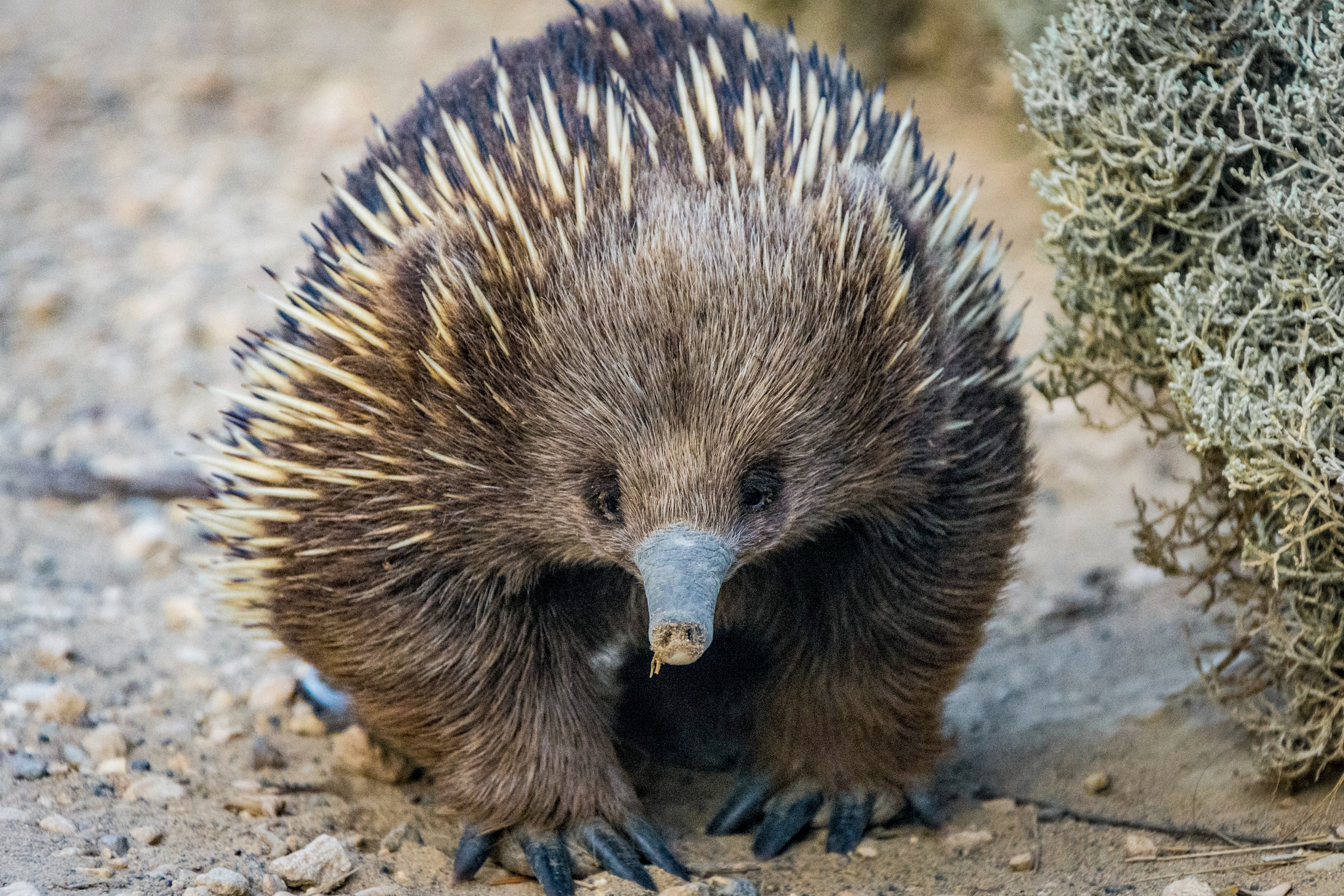 AU - Echidna.jpg