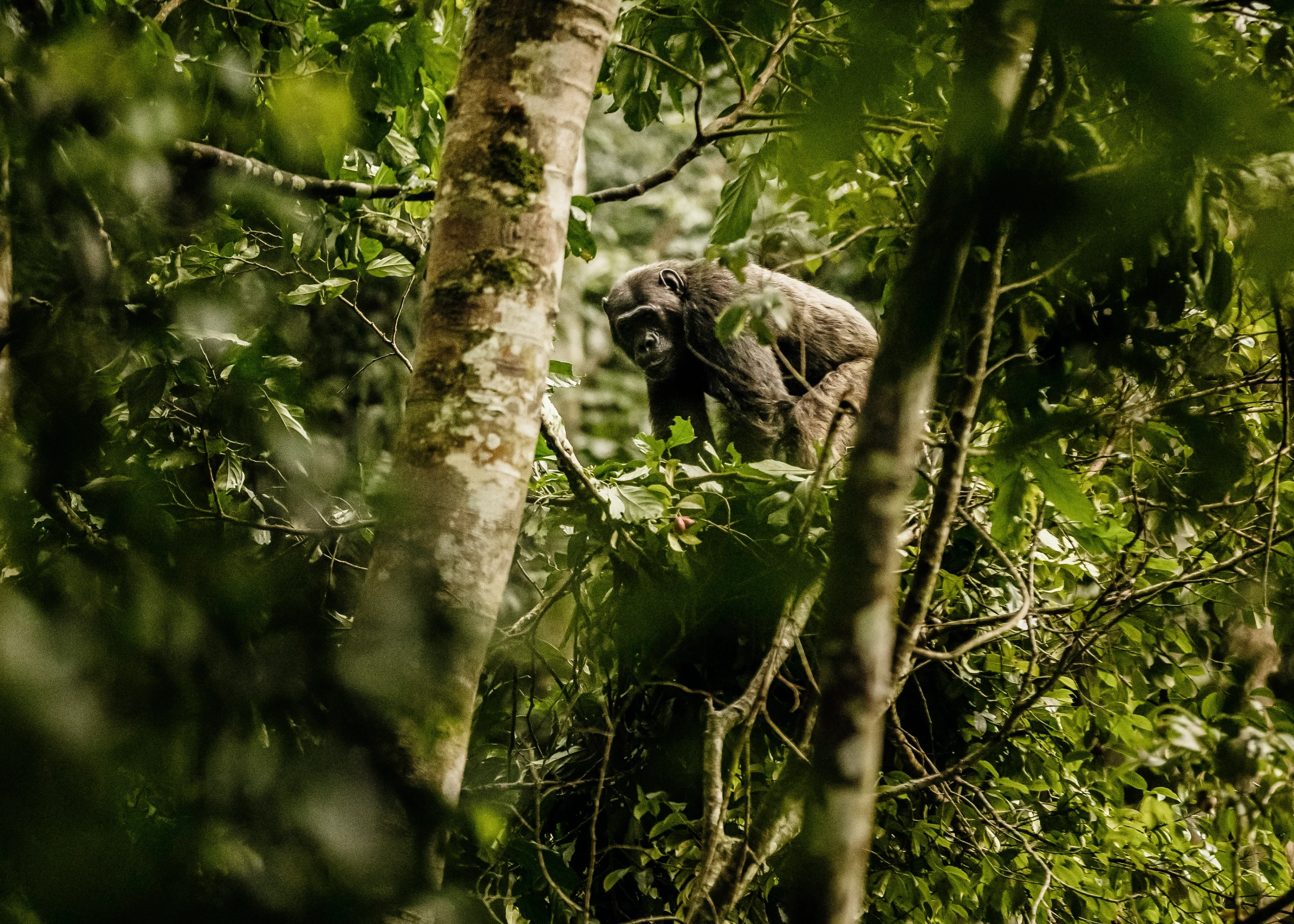 RW-Accommodatie-OandO-Nyungwe-House-Chimpanzee.webp