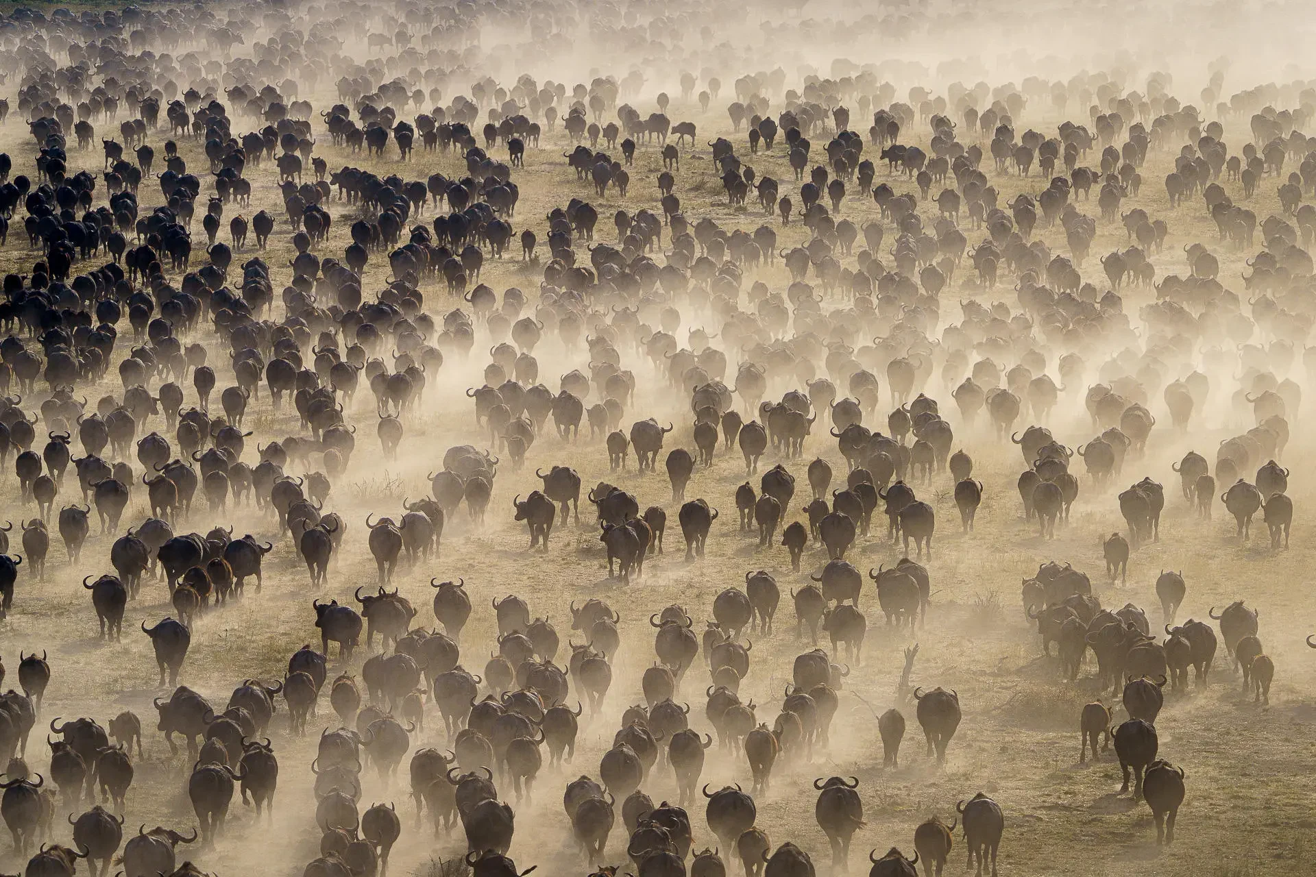 BW-Mokete-Wilderness Safaris-herd of wildebeest and buffalos.webp