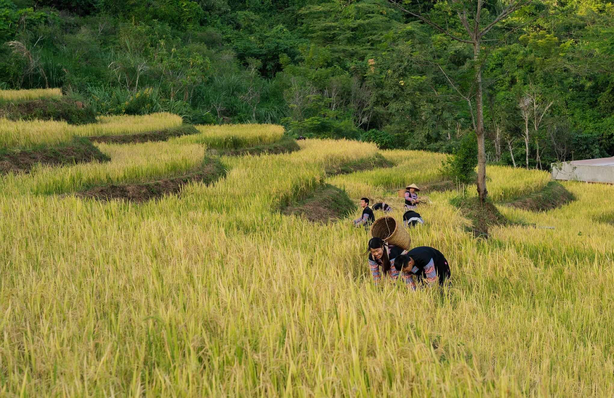 VN - Avana Retreat - Hmong.jpg