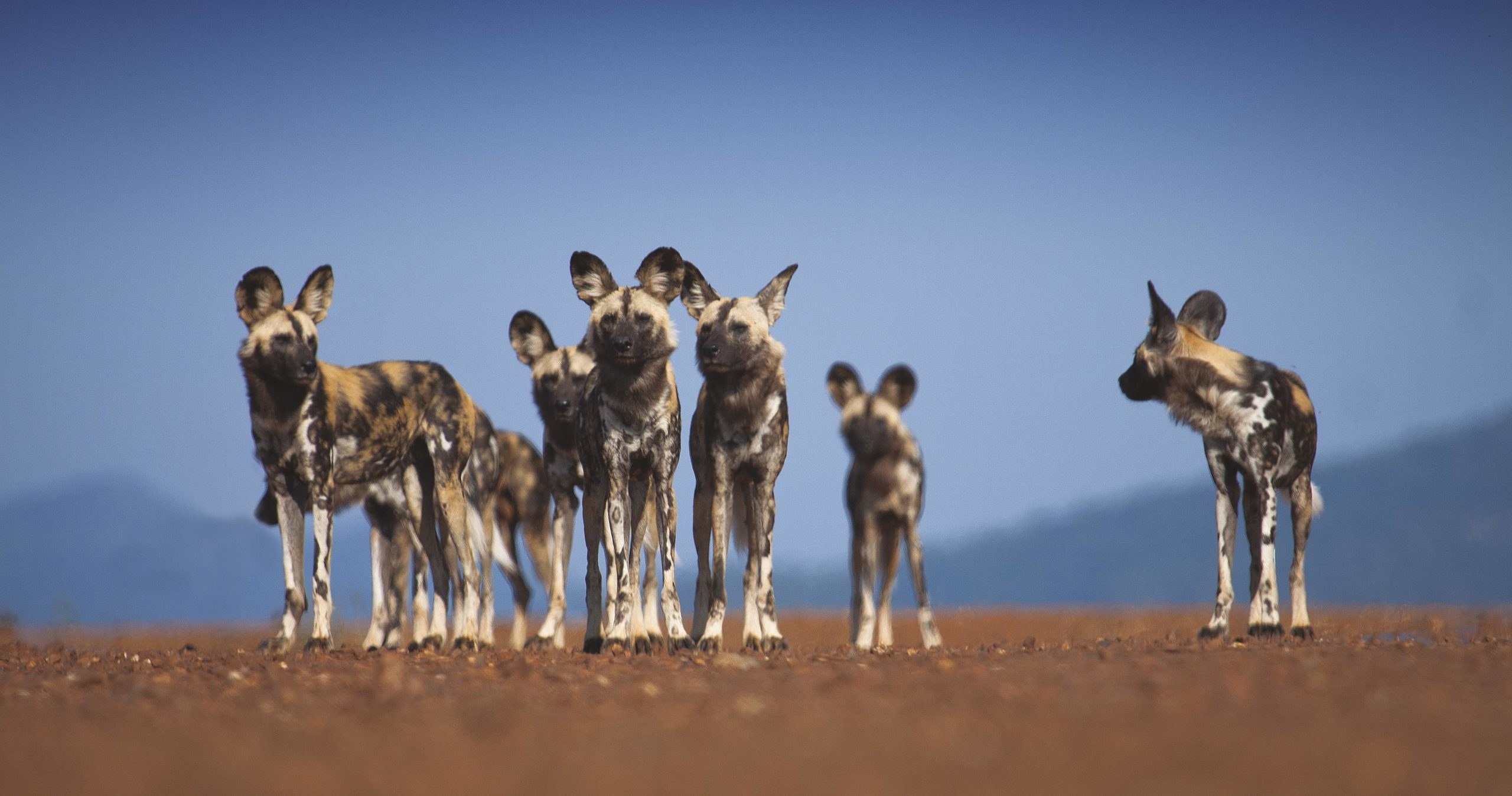 ZA - Tuningi Safari Lodge - Wild Dogs at Tuningi.jpg