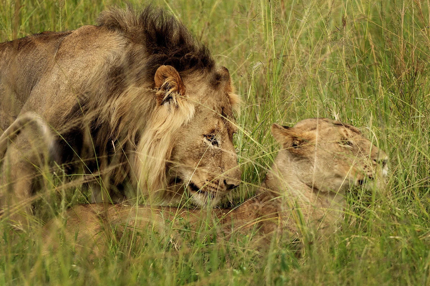 11_Rwanda_AkageraNP_Magashi_MalouvanBreevoort.webp