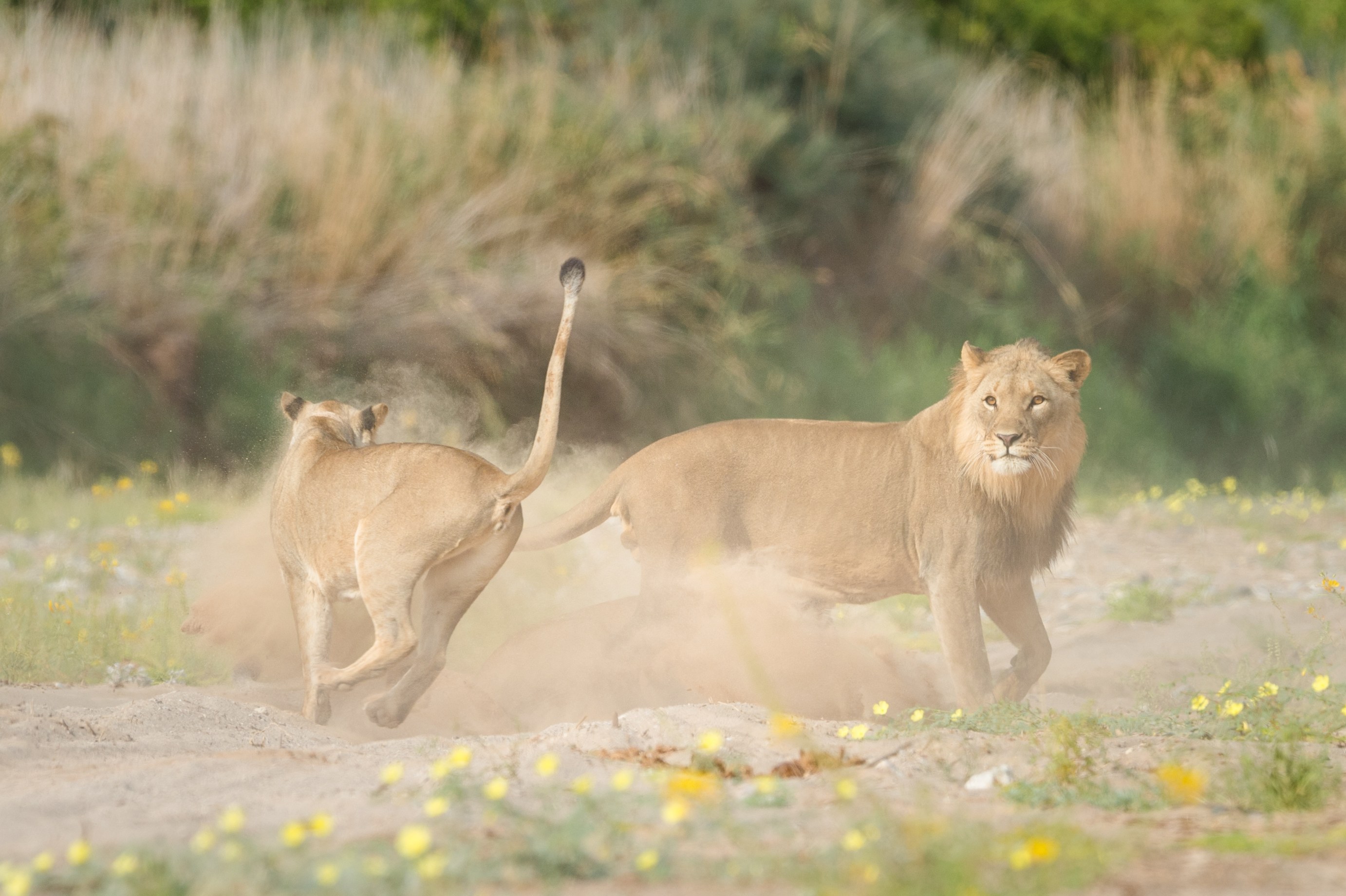 NA - Hoanib Valley Camp - Lions.jpg