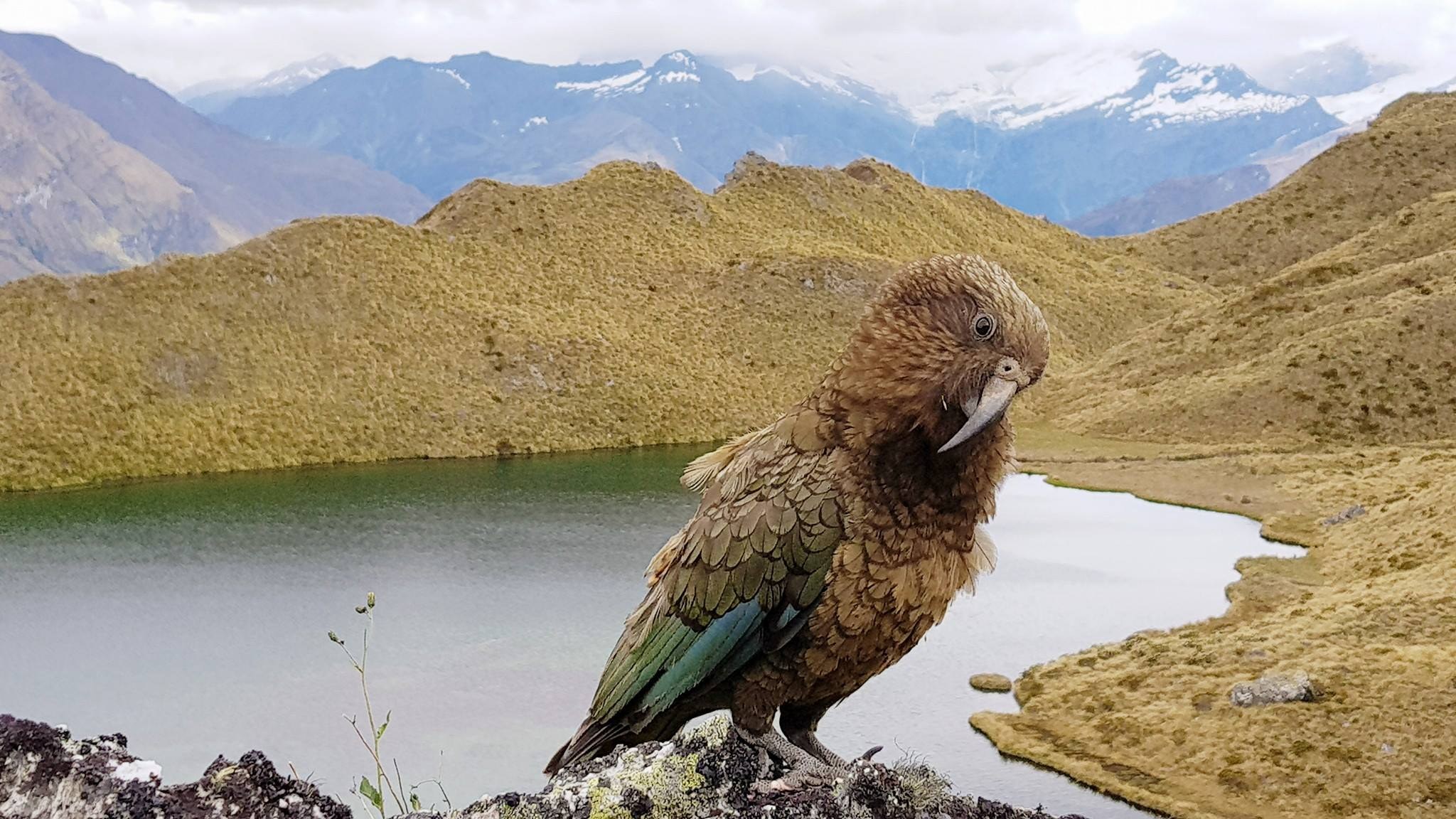 NZ-Mou-Waho-kea.jpg