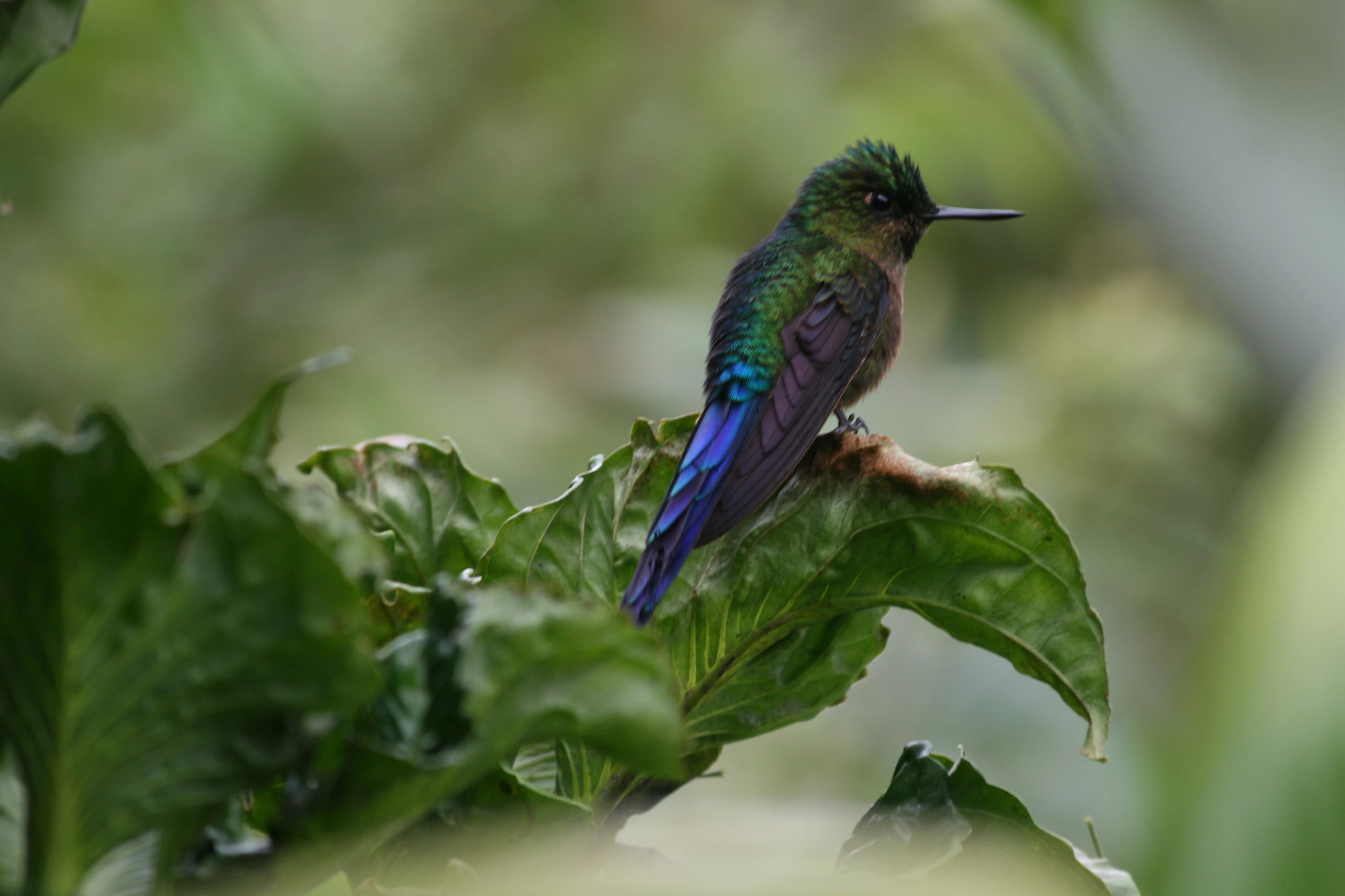 EC-Ronda2025-Mashpi-kolibri (2).webp