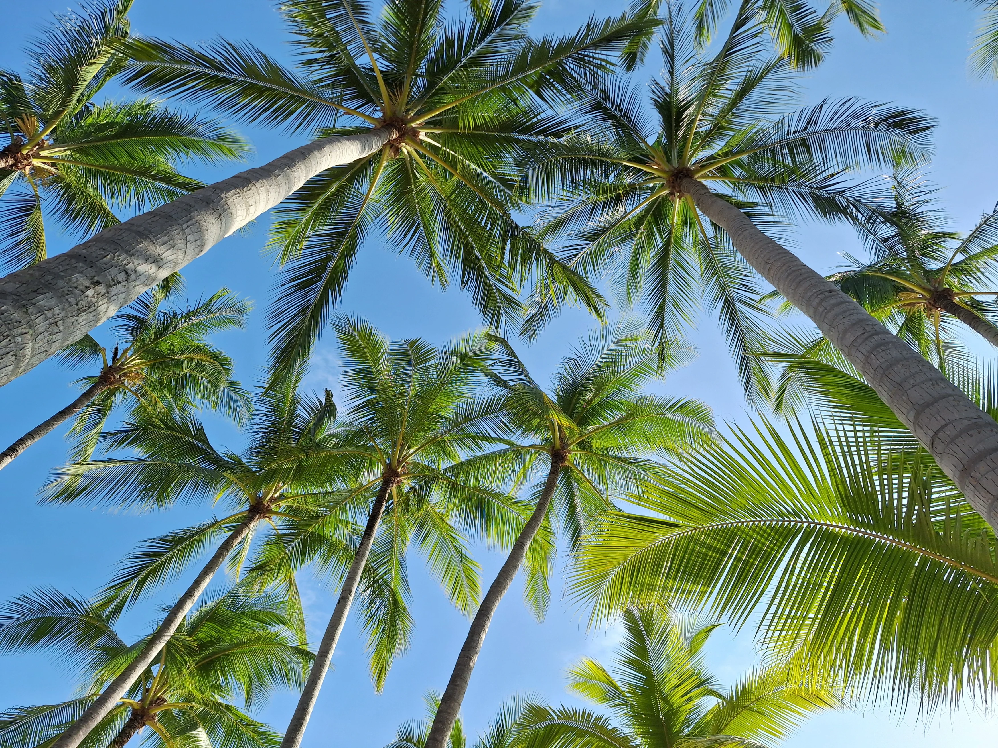 TH-vakantie-Ingrid-Koh-Samui-Santiburi-palmbomen.webp