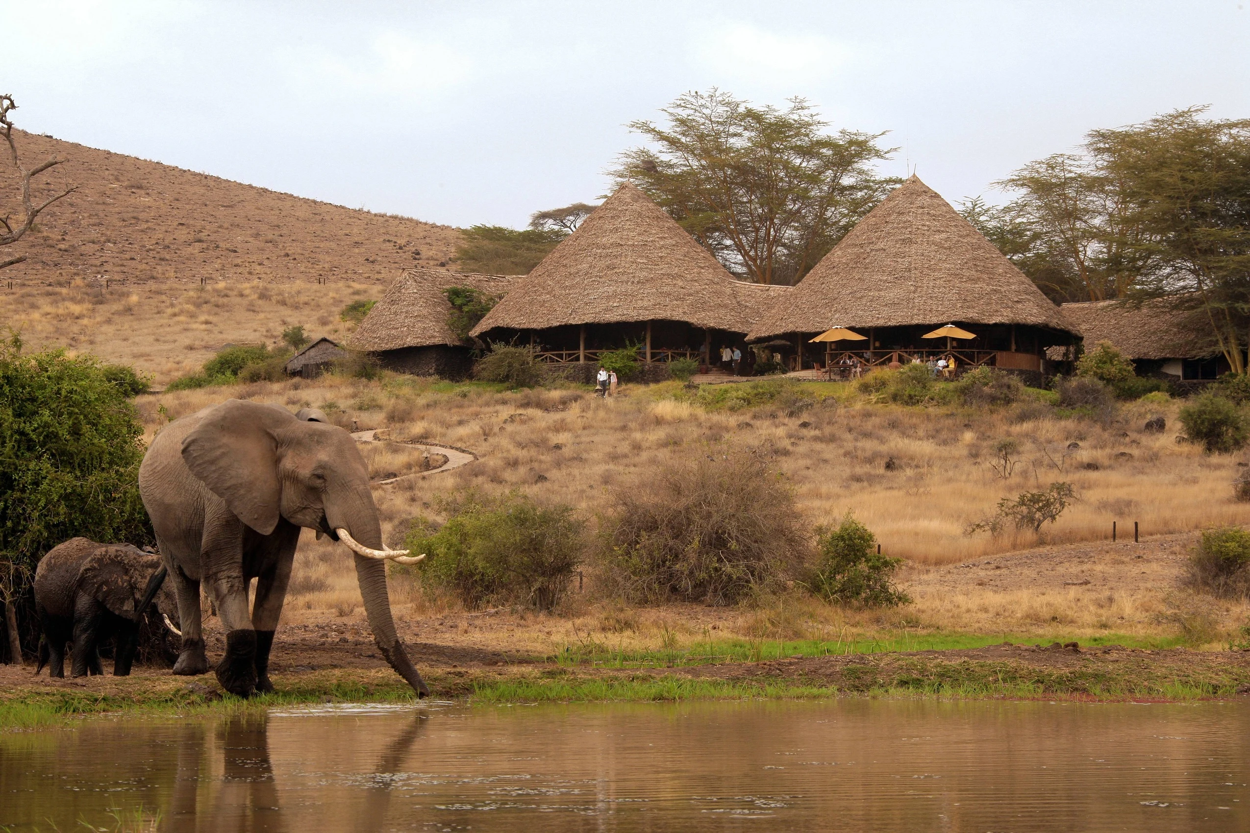 KE - Tortilis Camp - Elephants near camp.webp