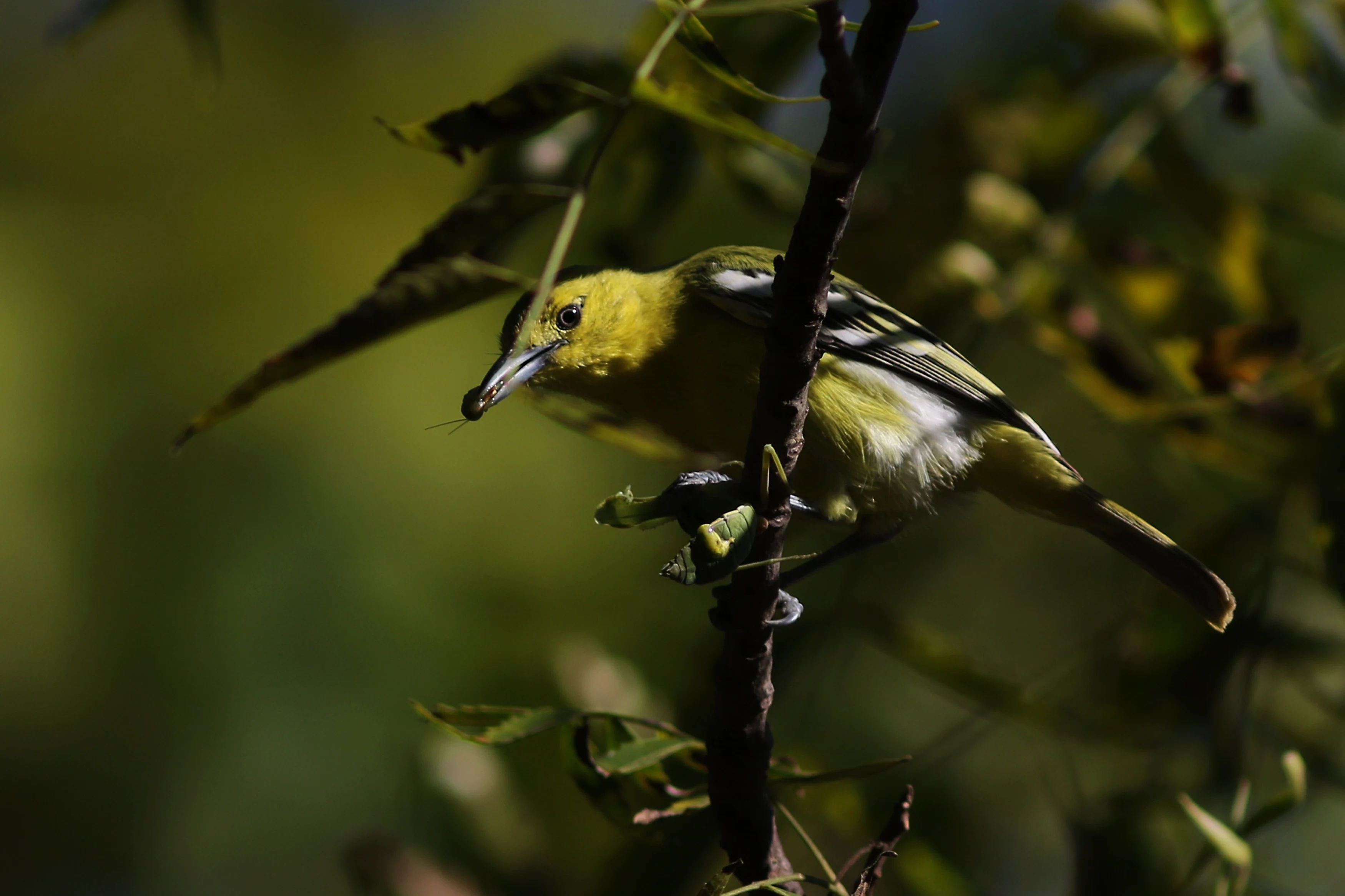 IN-accommodatie-Flame-of-the-Forest-bird.webp