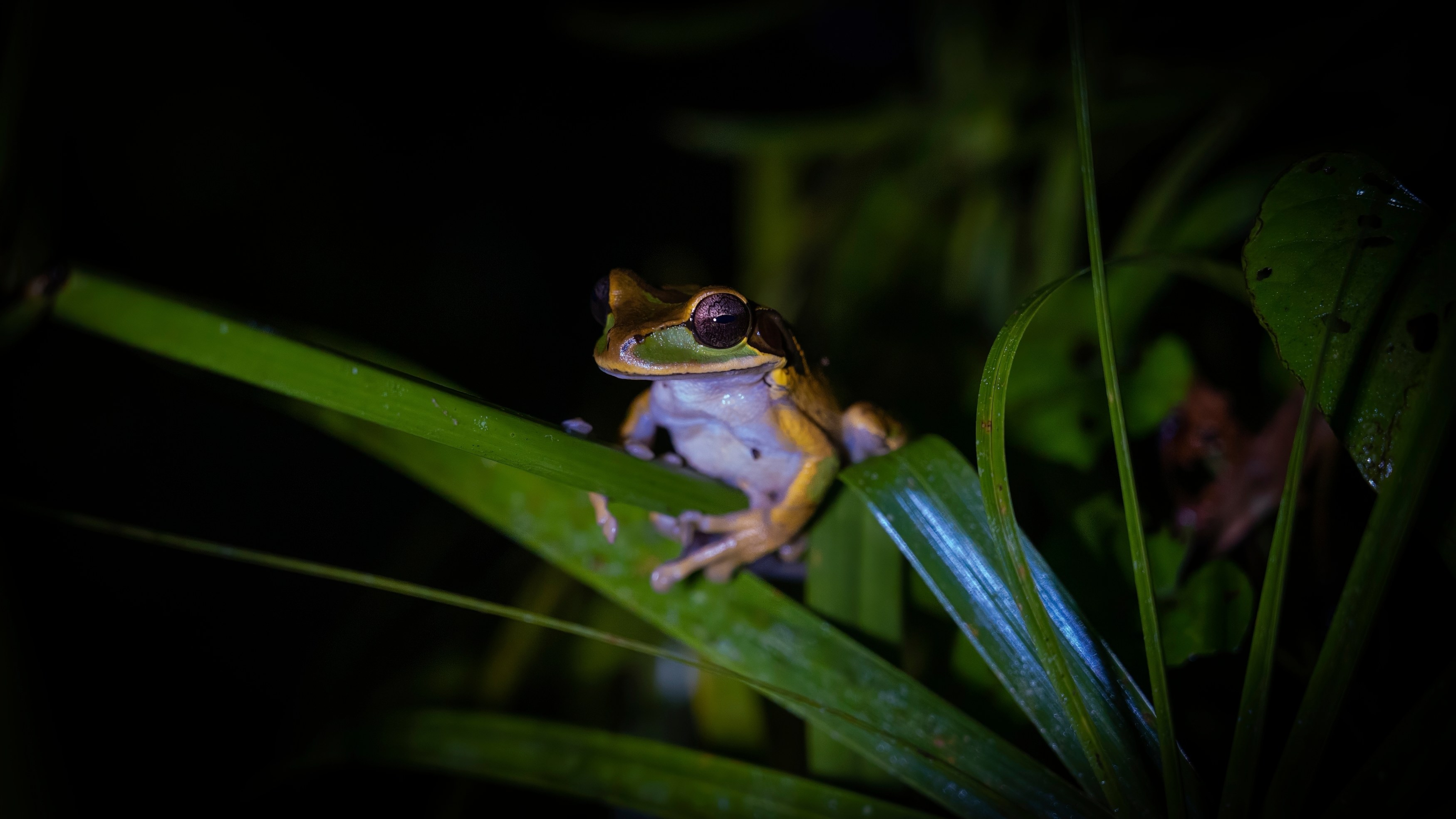 CR-La Fortuna-Night-Shutterstock.jpg