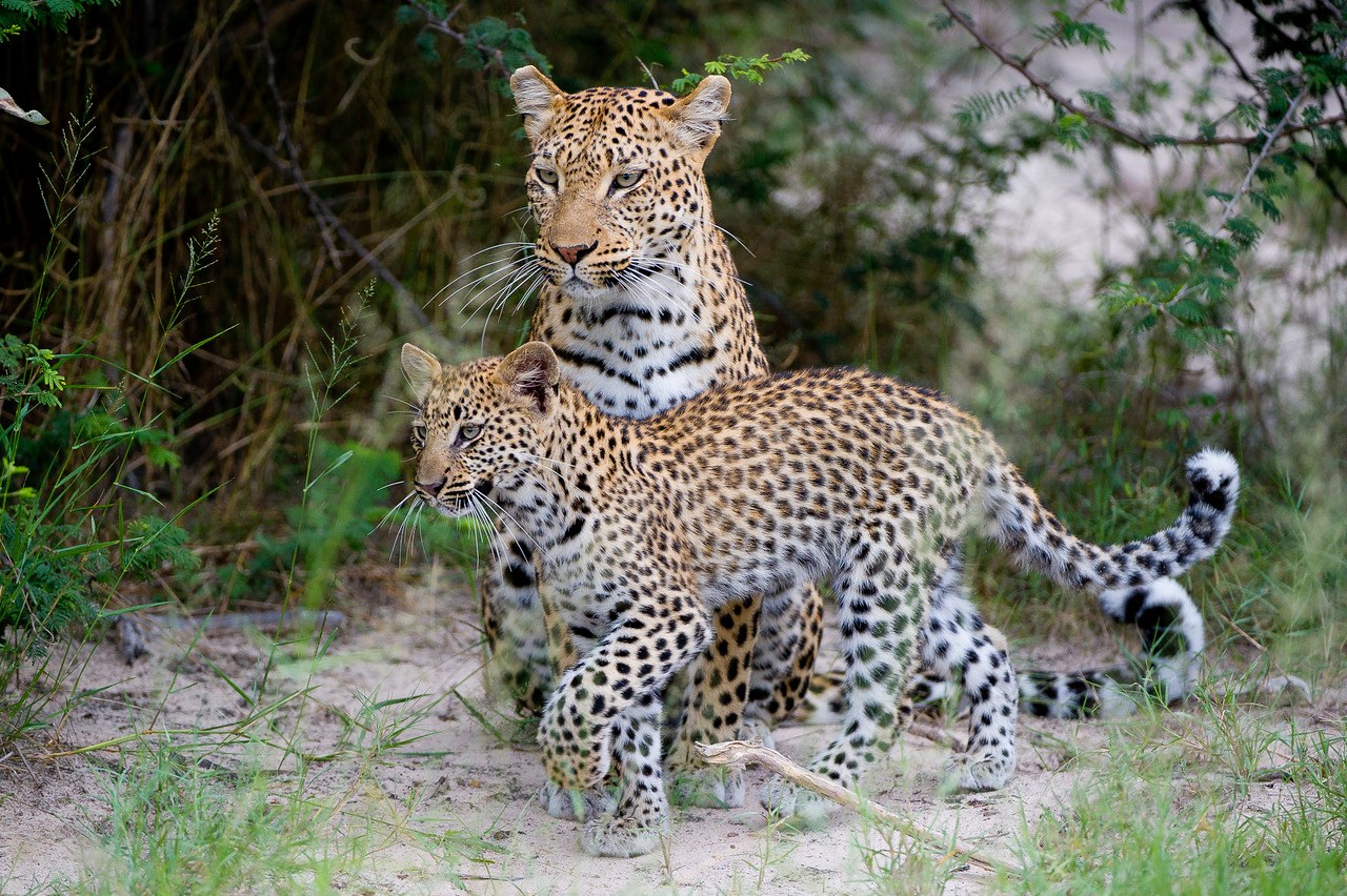 BW-Jao Camp-leopard with cub.jpg