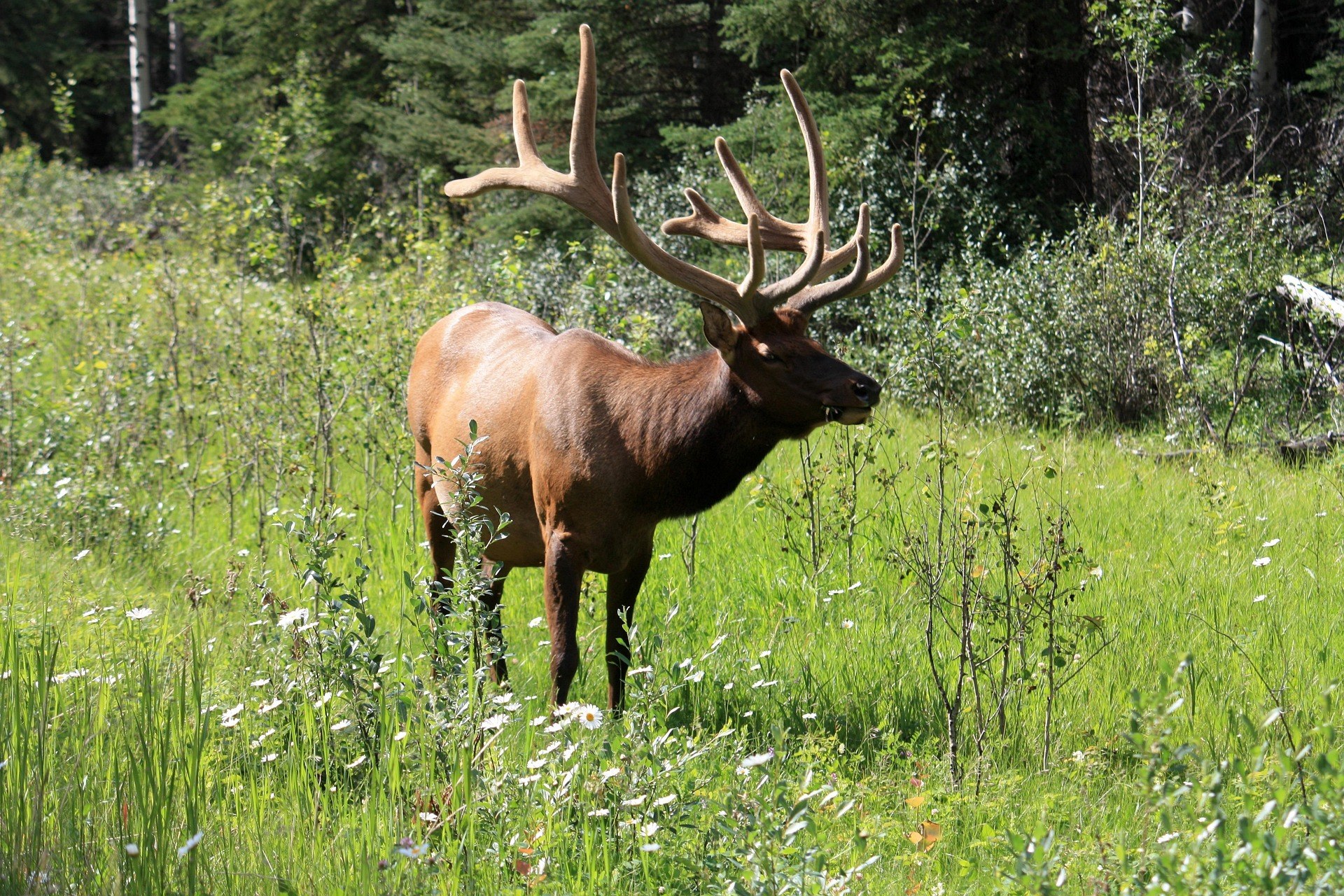 CA-Moose.jpg