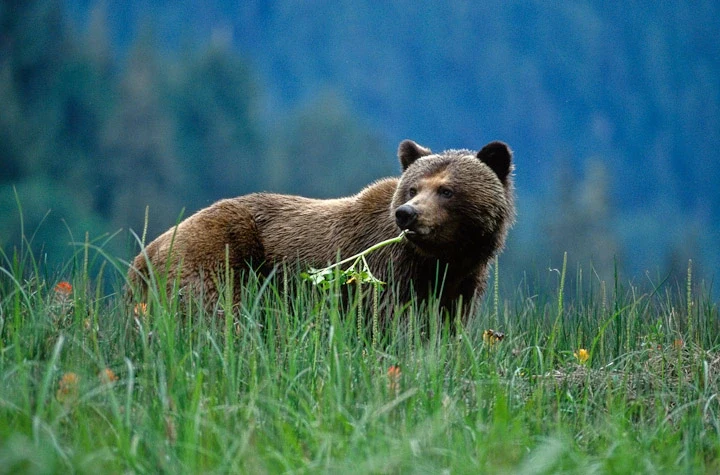 CA - Great Bear Lodge - Bear.webp