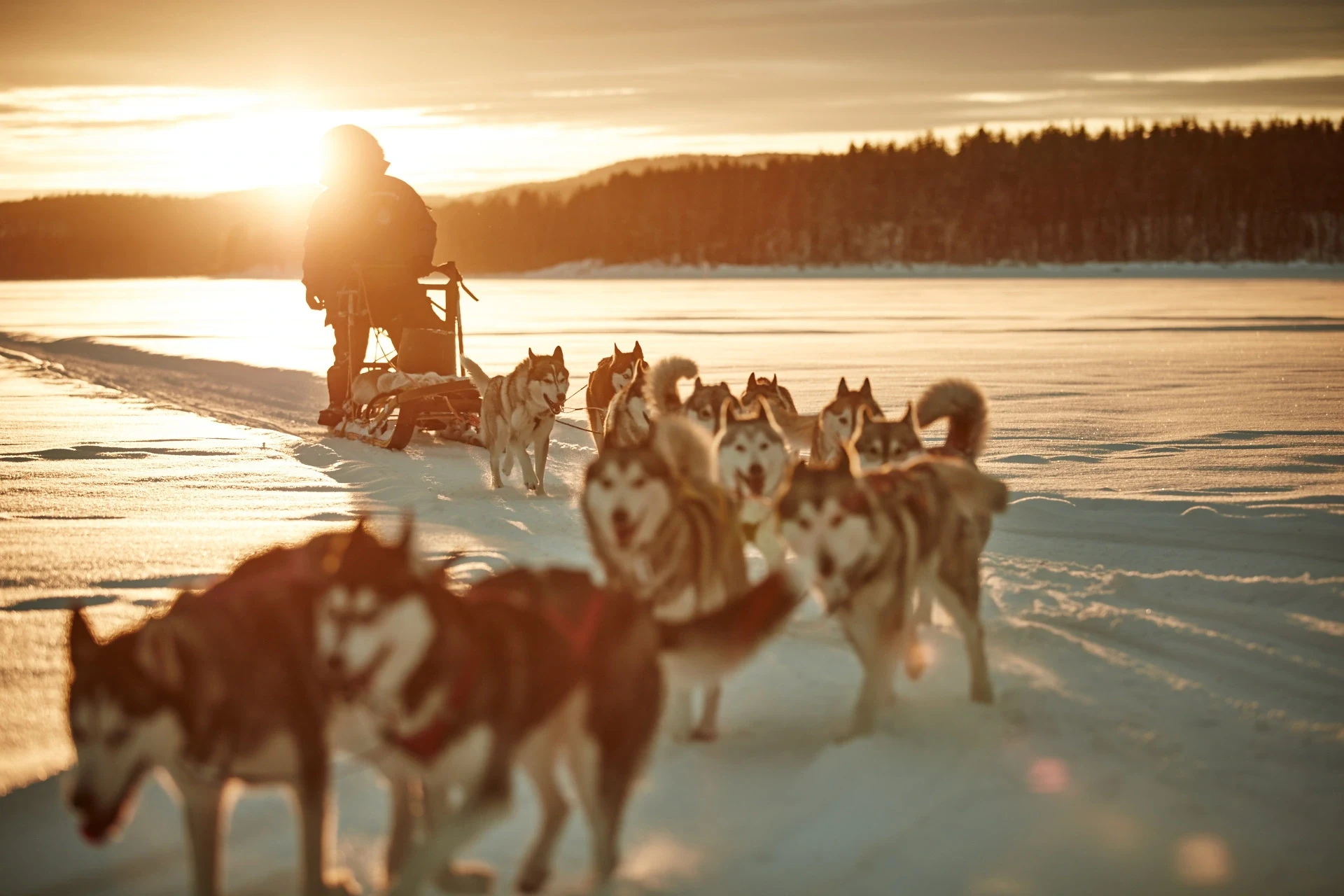 SE- Raindeer Sunset.webp
