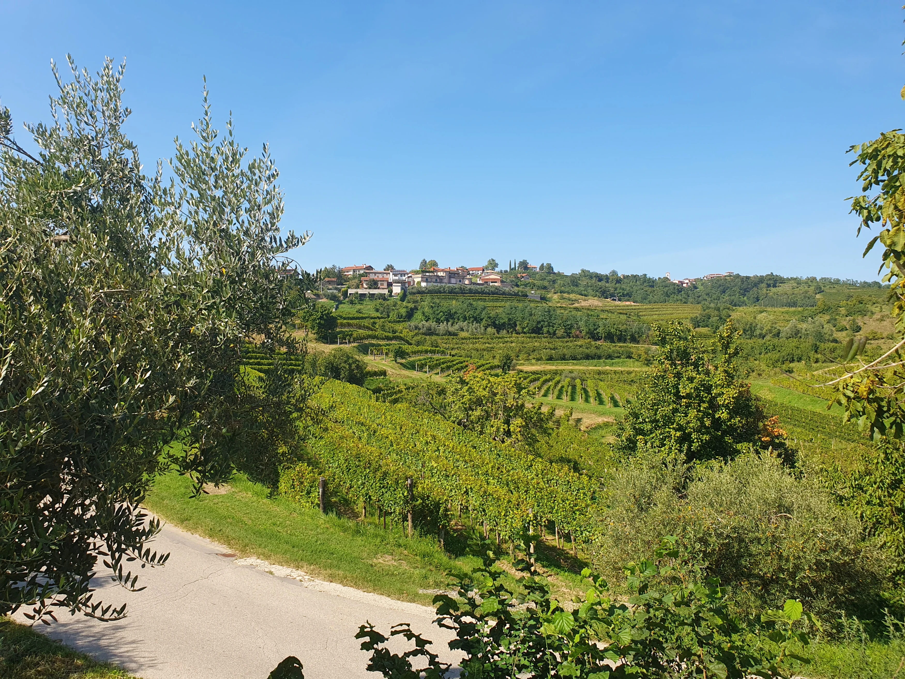 SI-studiereis-Slovenië-Brda wine region.webp