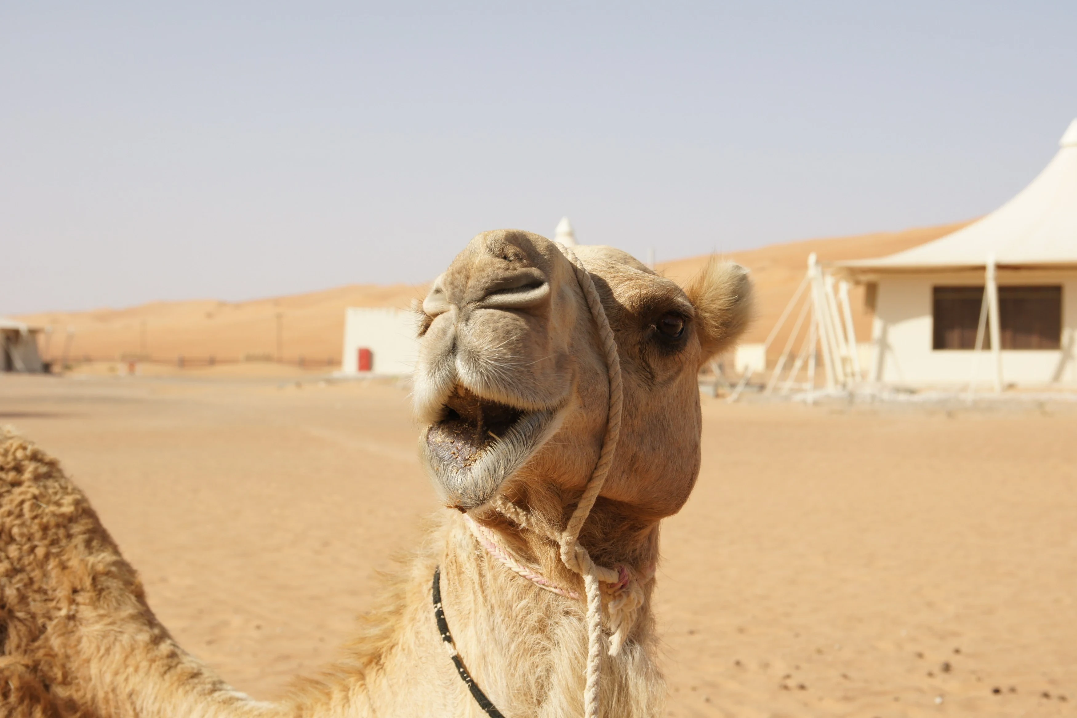 OM_-_Desert_Nights_Camp_-_Camel_2.webp