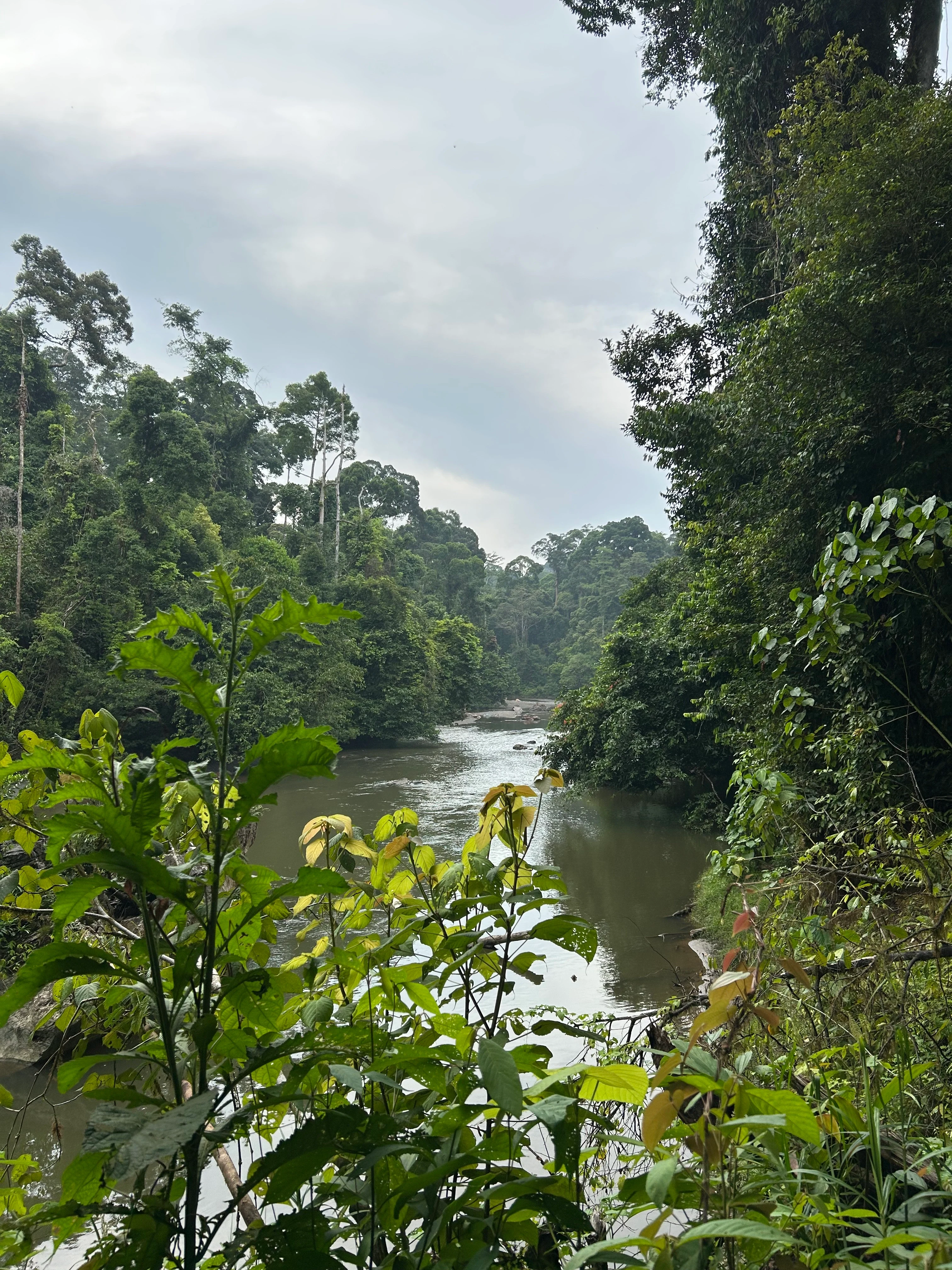 MY-accommodatie-BRL-Danum-Valley-view1.webp