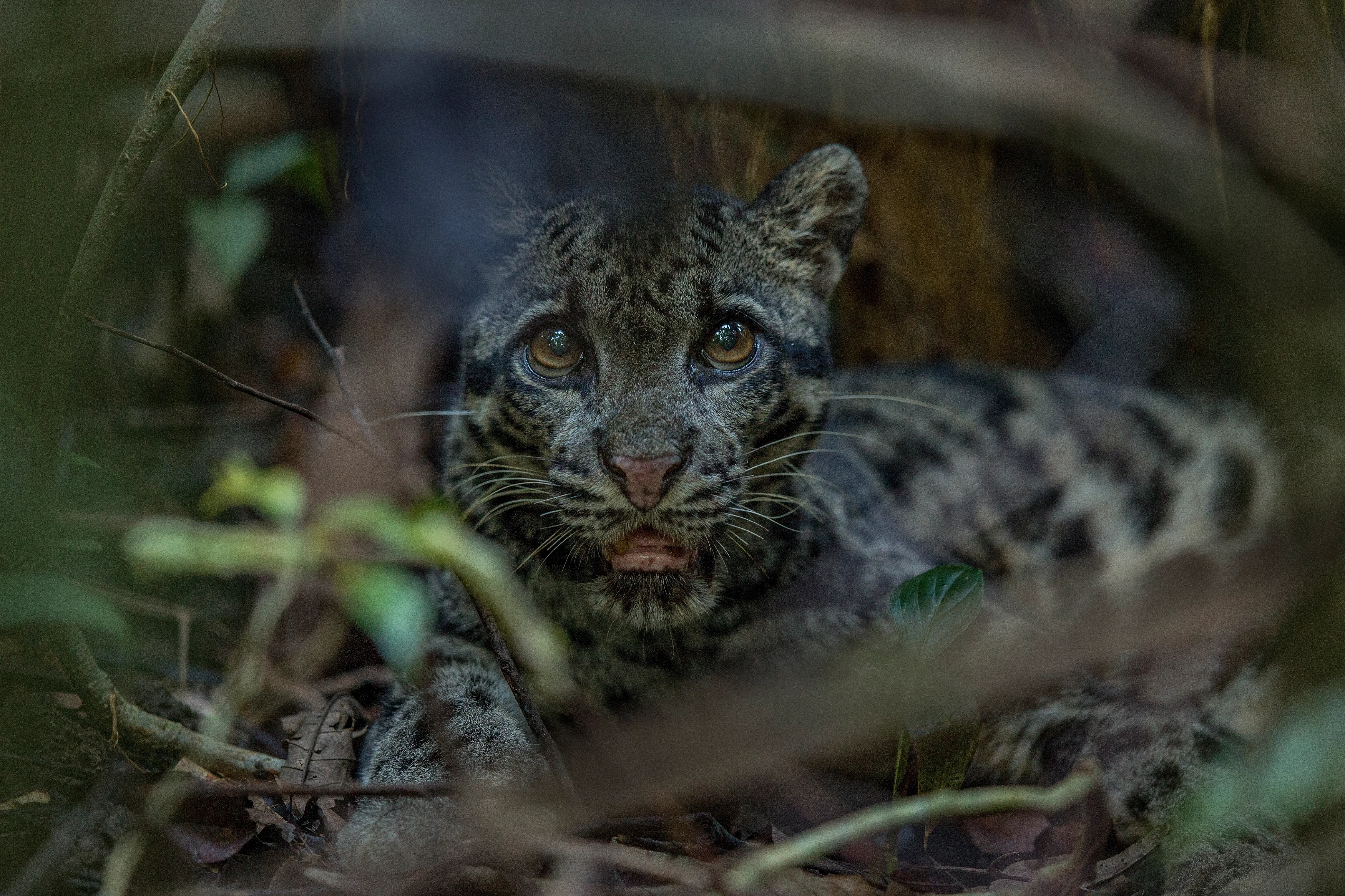 MY- Sabah-  Cheeta (2).webp