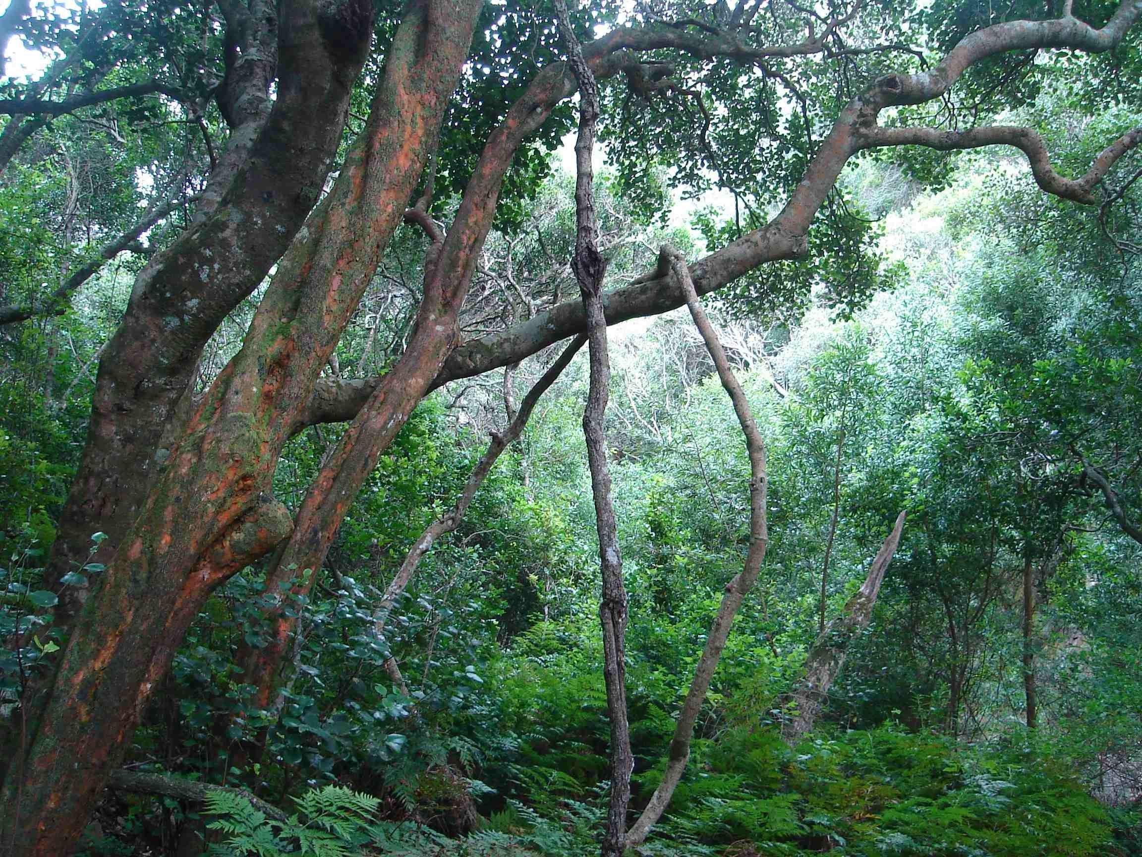 ZA-Tuinroute West en Port Elizabeth -Forest walk (3).jpg