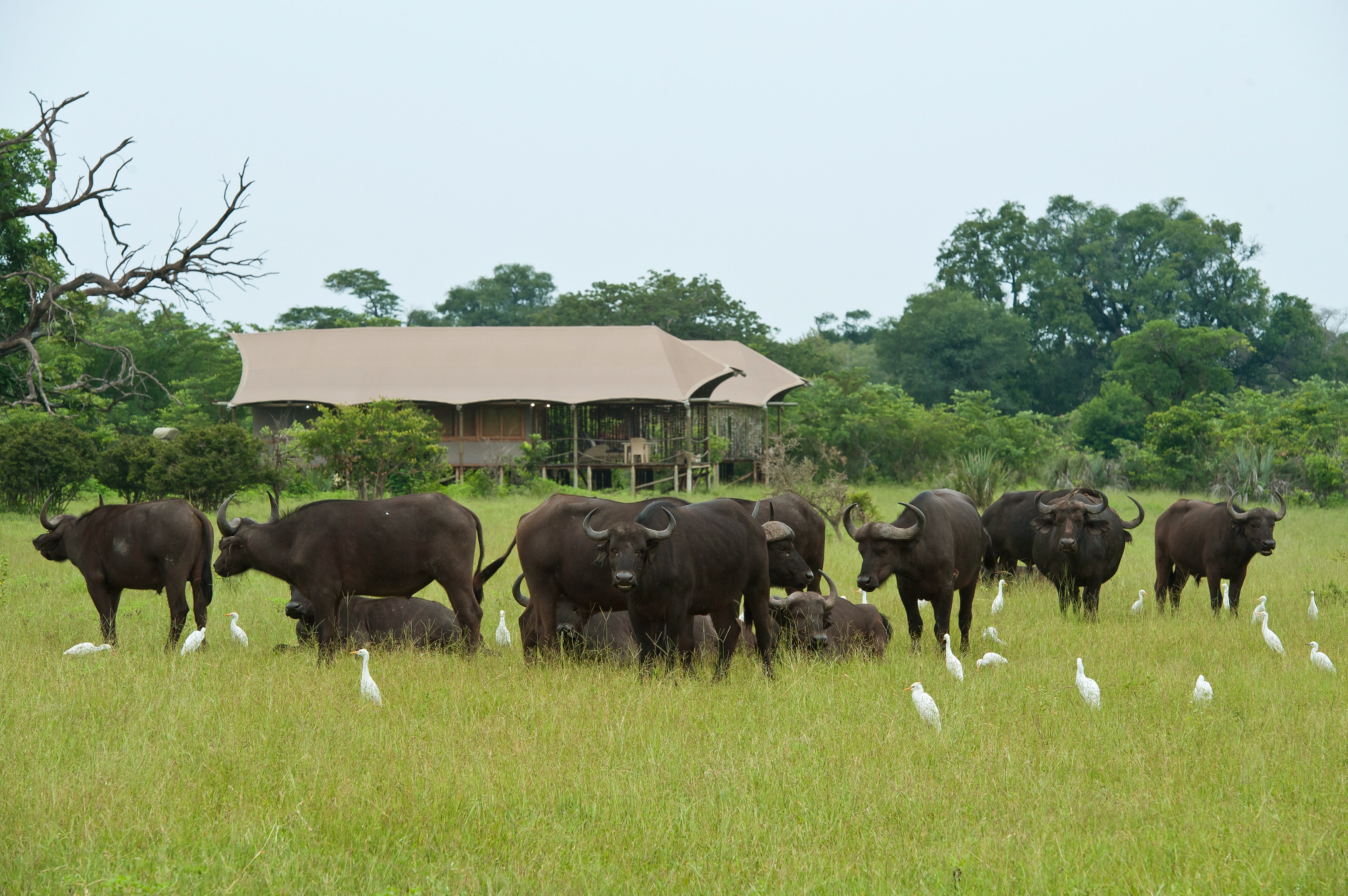 ZM - Toka Leya Camp - Wildlife.jpg