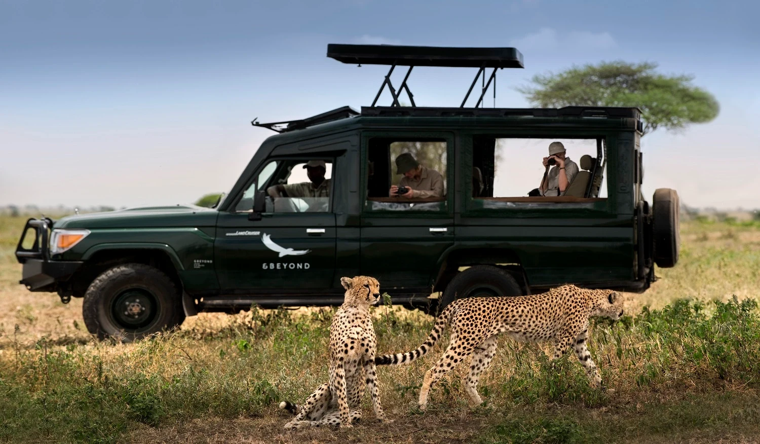 TZ-andBeyond-Serengeti-Under-Canvas-game drive.webp