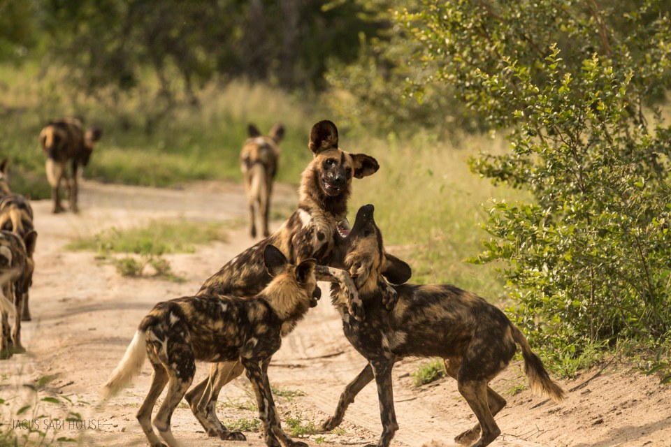ZA-Jaci's Sabi House- Wild dogs (1).jpg