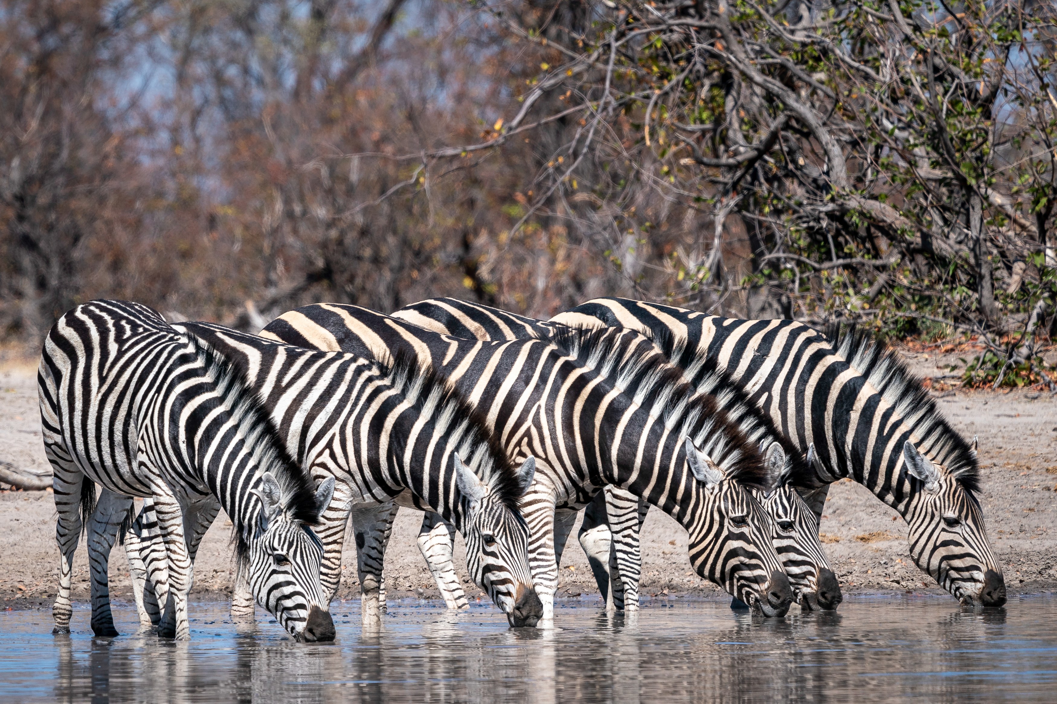 BW-accommodate-Little-Duma-Tau-zebra.jpg