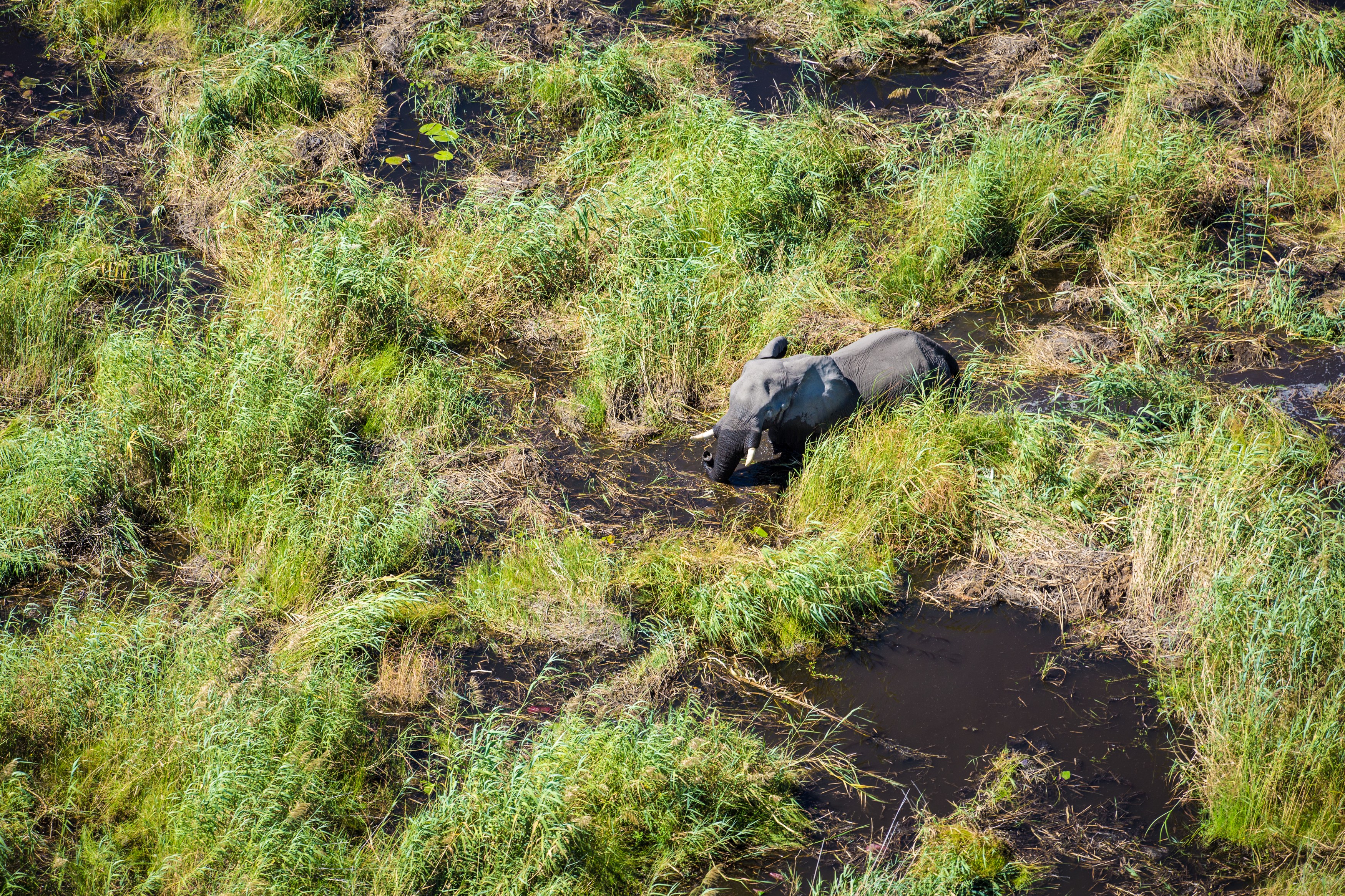 BW-Sitatunga Private Island-elephant.jpg
