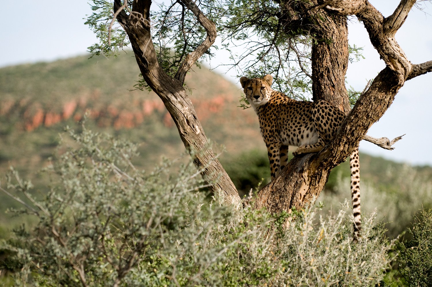 NA-Okonjima- cheetah.jpg