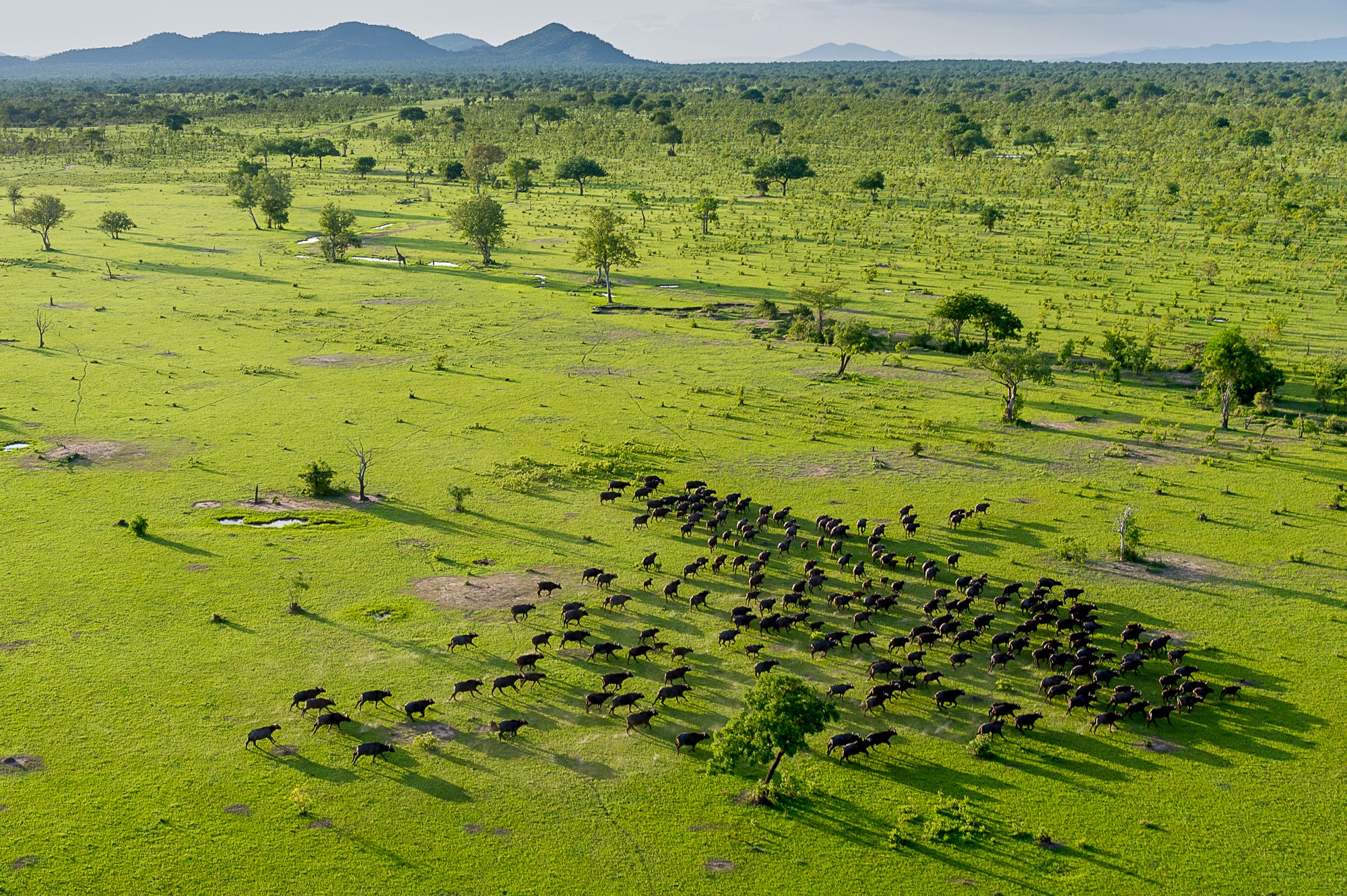 TZ-Roho ya Selous-buffaloes.jpg