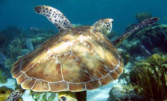 BZ- Sander Globactive Turtle.jpg