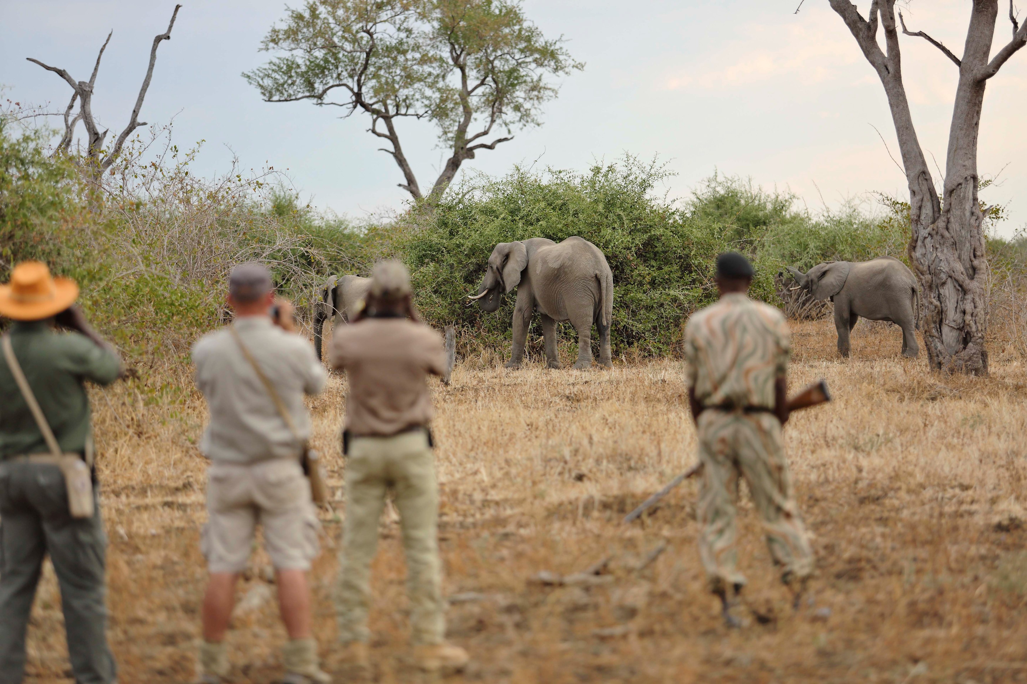 ZM-Lion Camp-walking safari.jpg