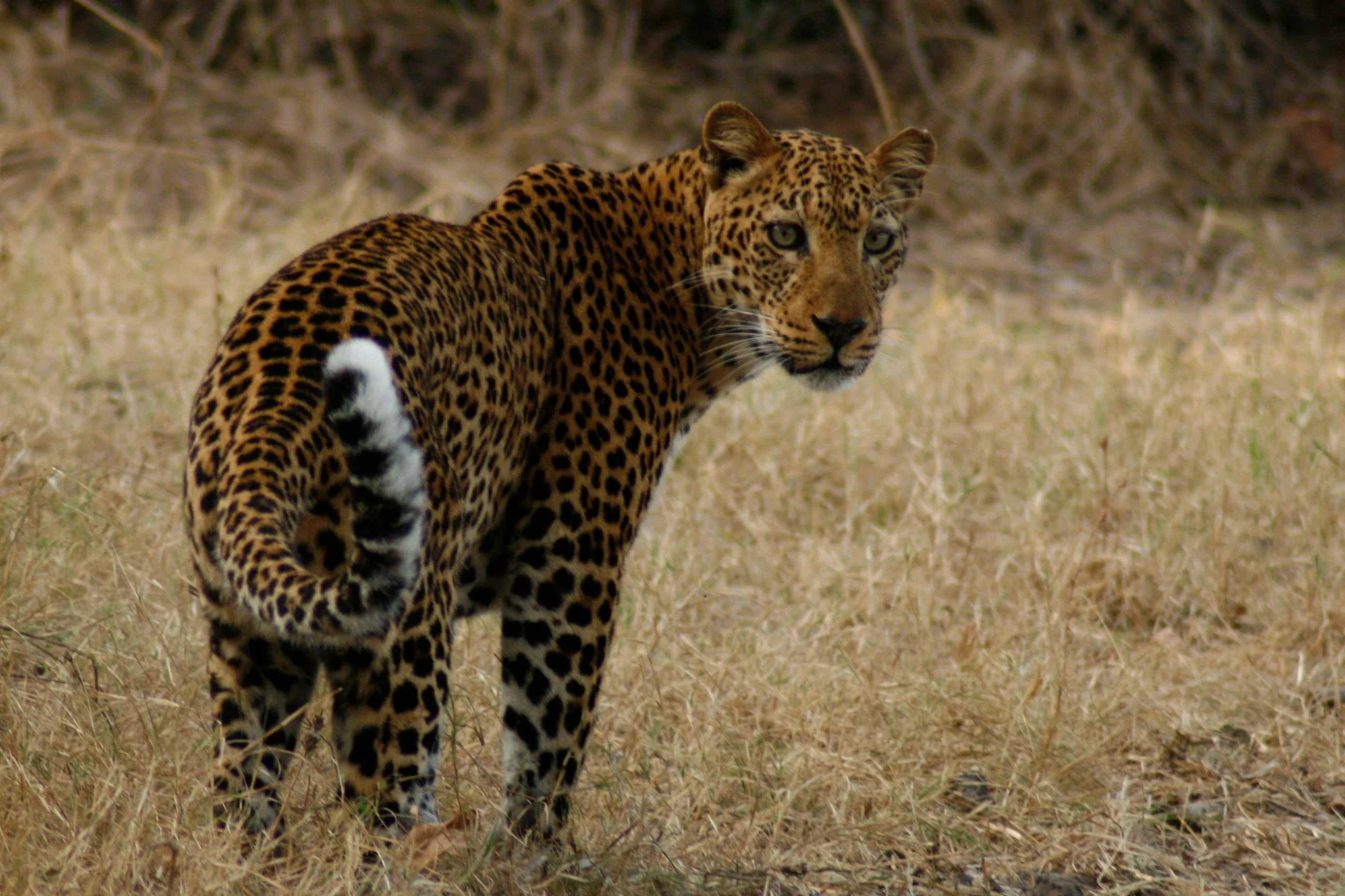 ZM-South Luangwa-leopard.webp